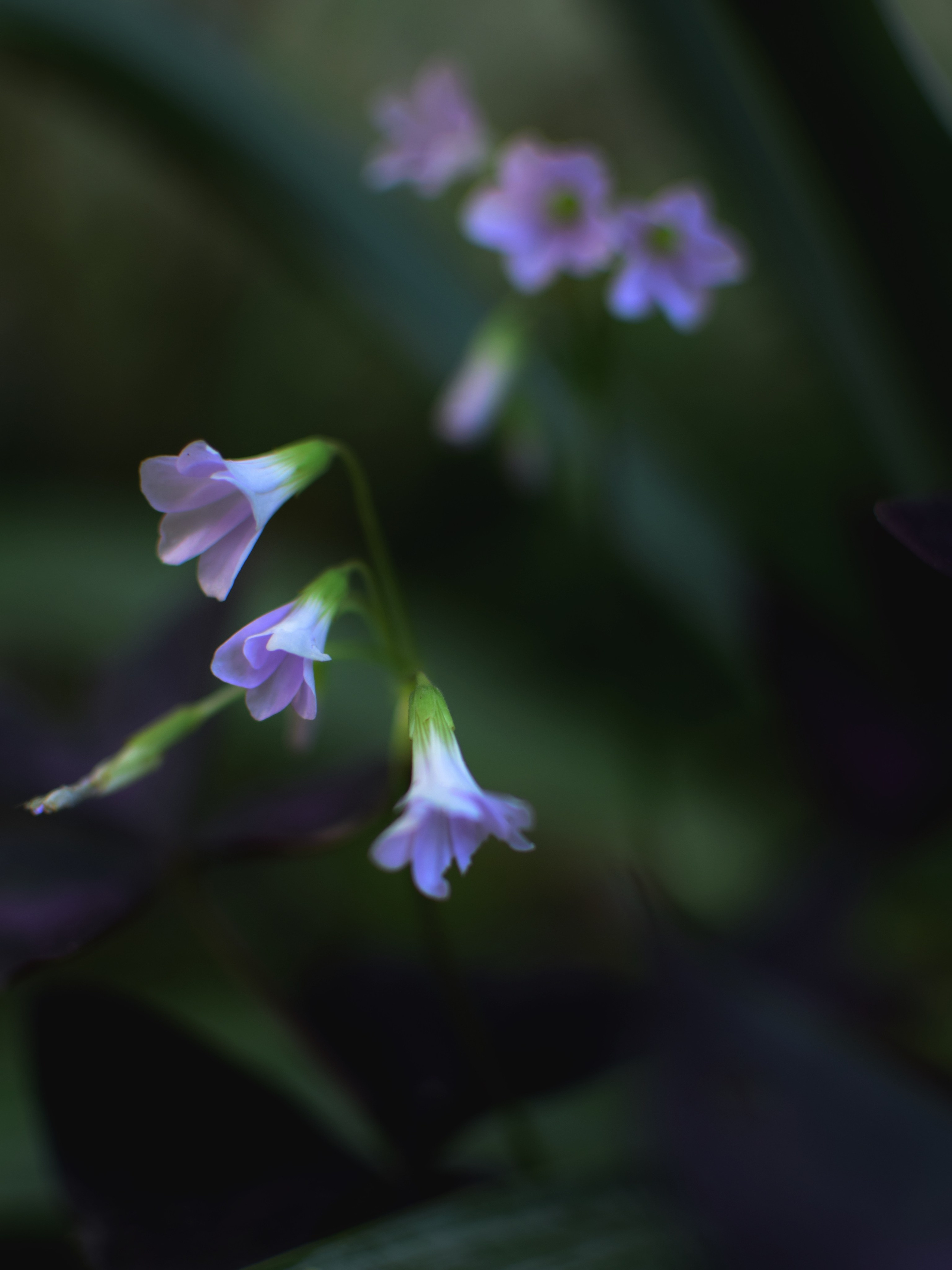 Ботаника. Фотограф • Елена Миронова