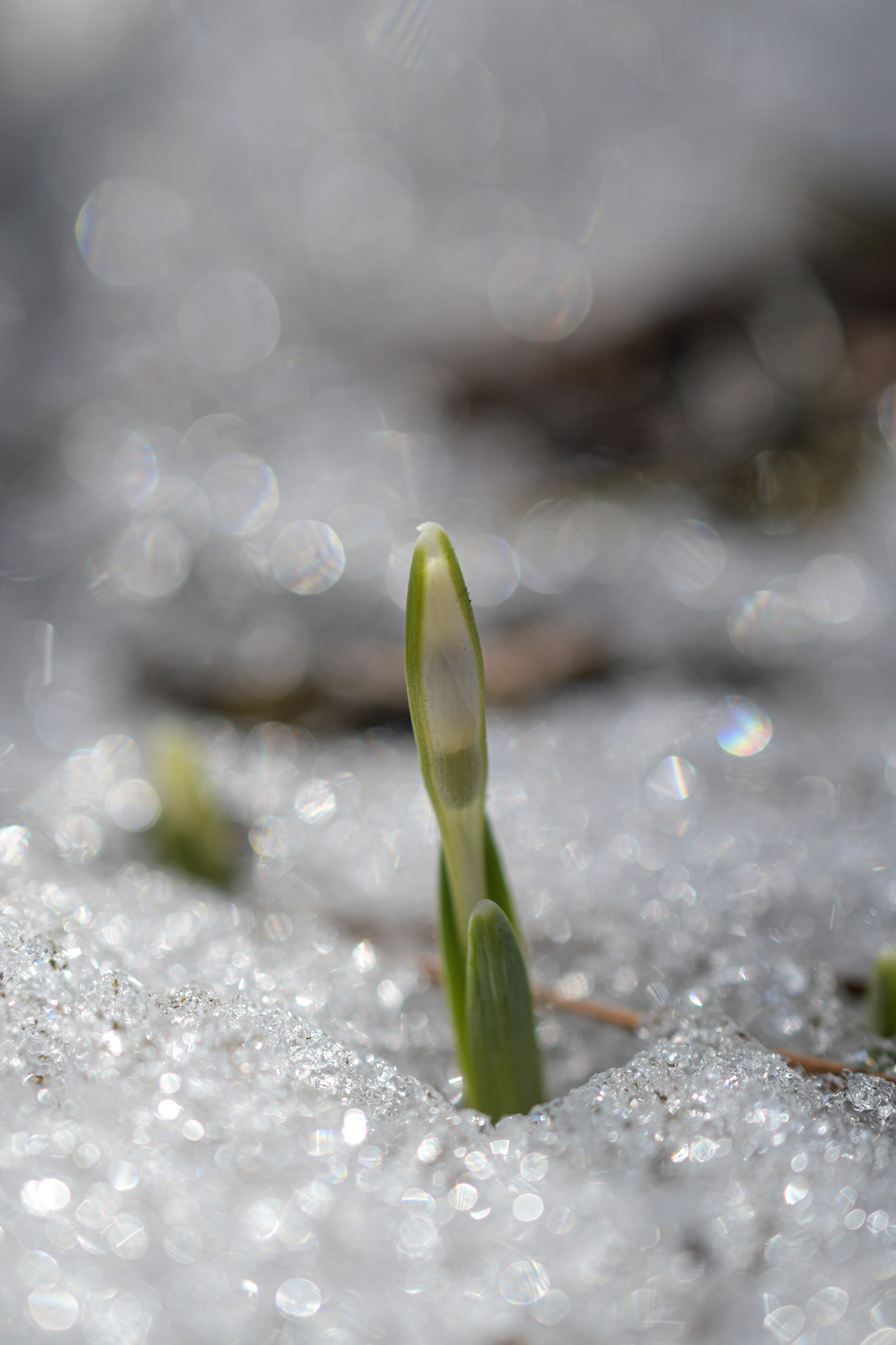Макро. В созвучии с природой. Фотограф Светлана В. Пронина, Москва