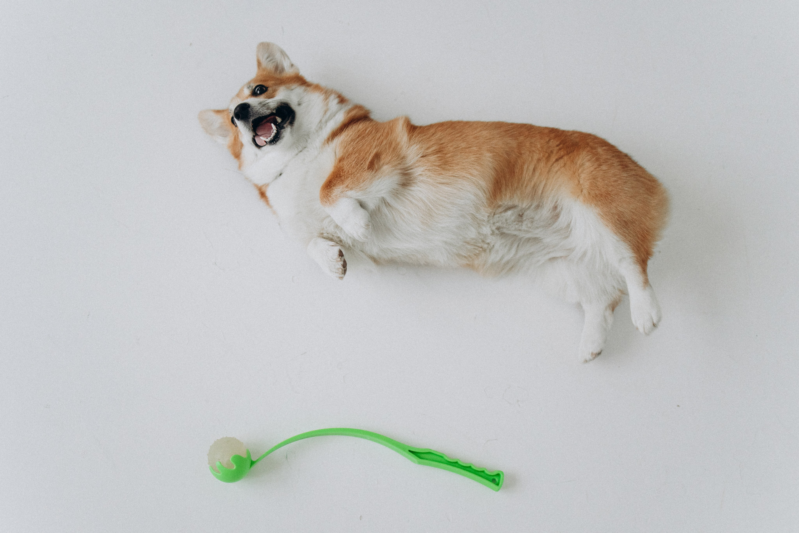 Катапульты. Фотораф — анималист Мария Шистка