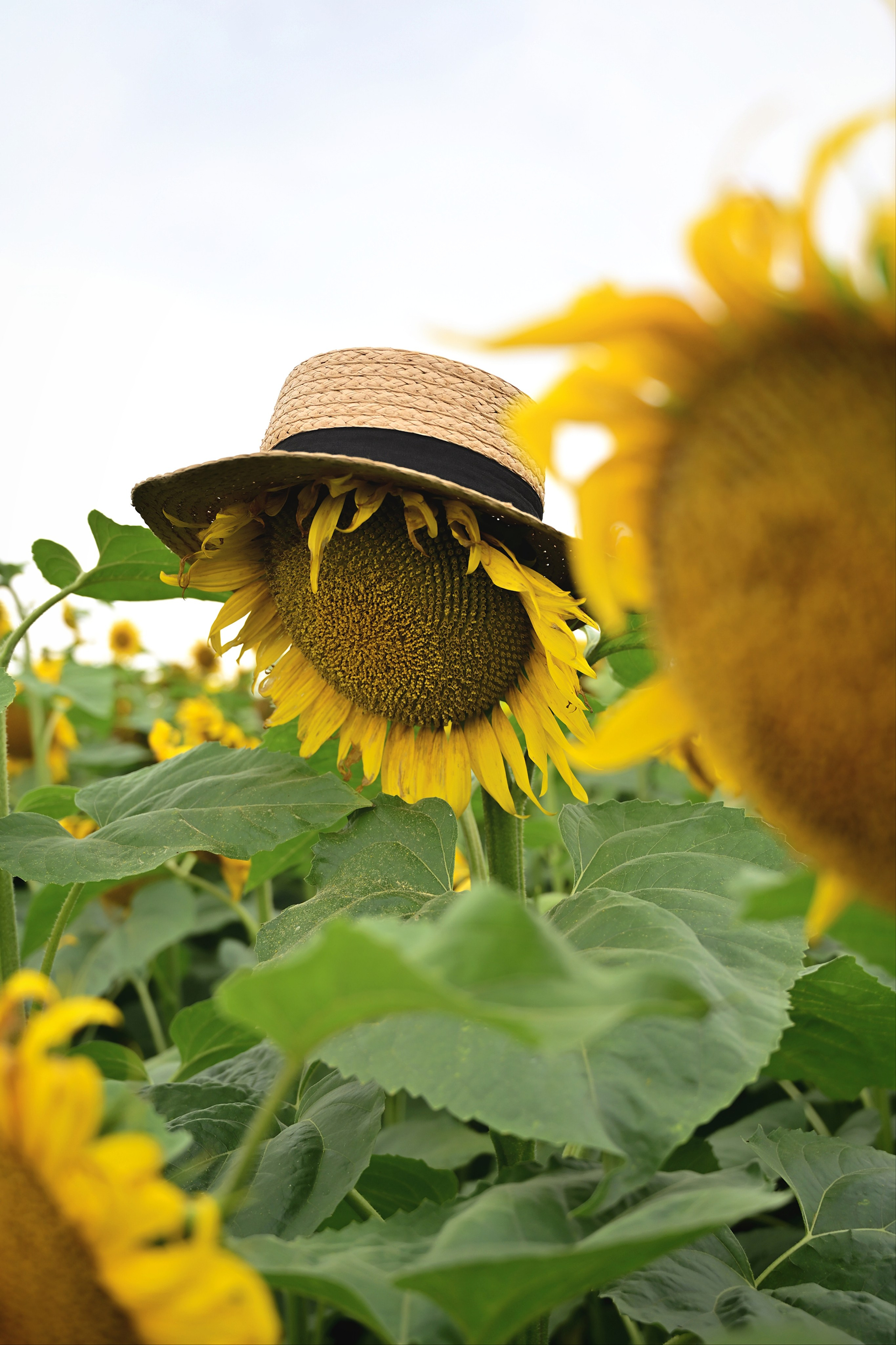 Шляпа надета на подсолнух
