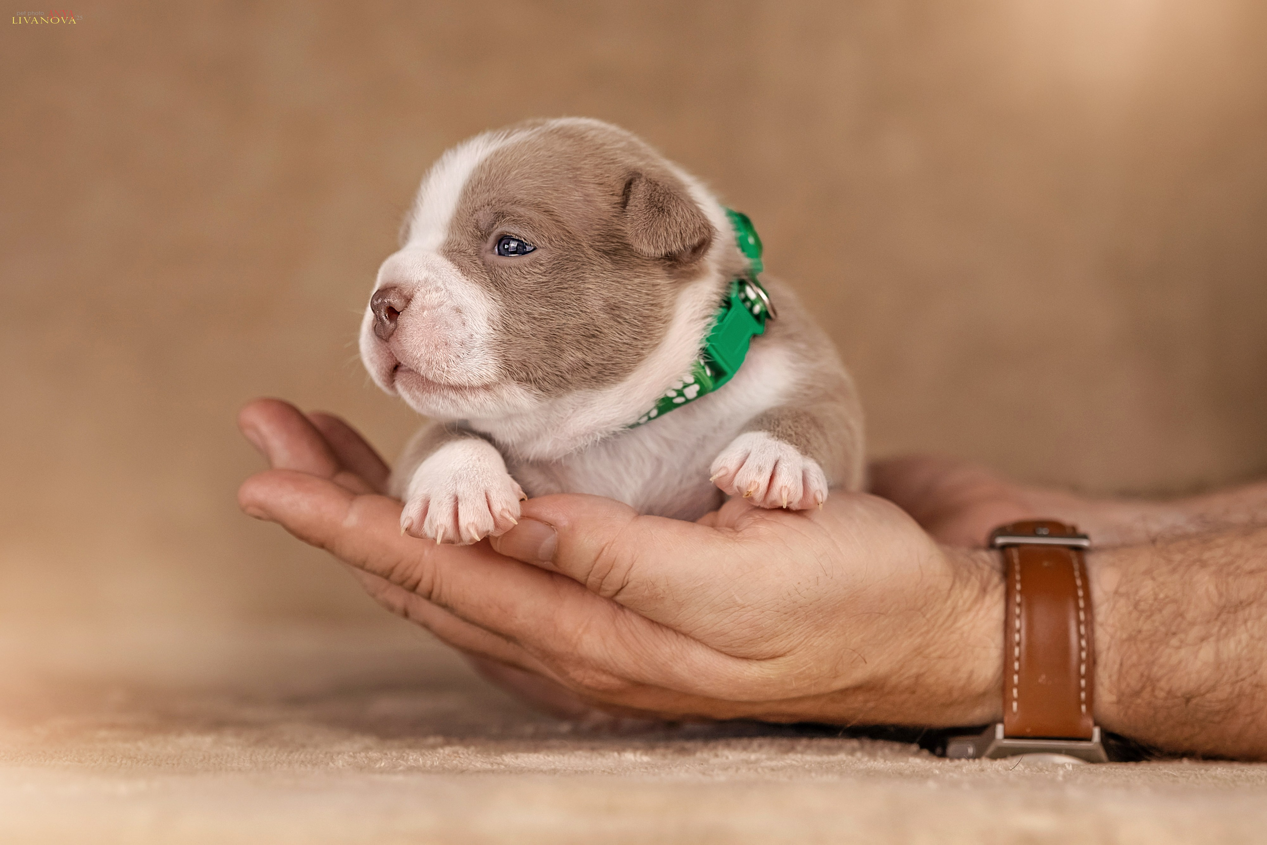 Амбулли. Фотограф анималист Аня Ливанова | Рыбинск