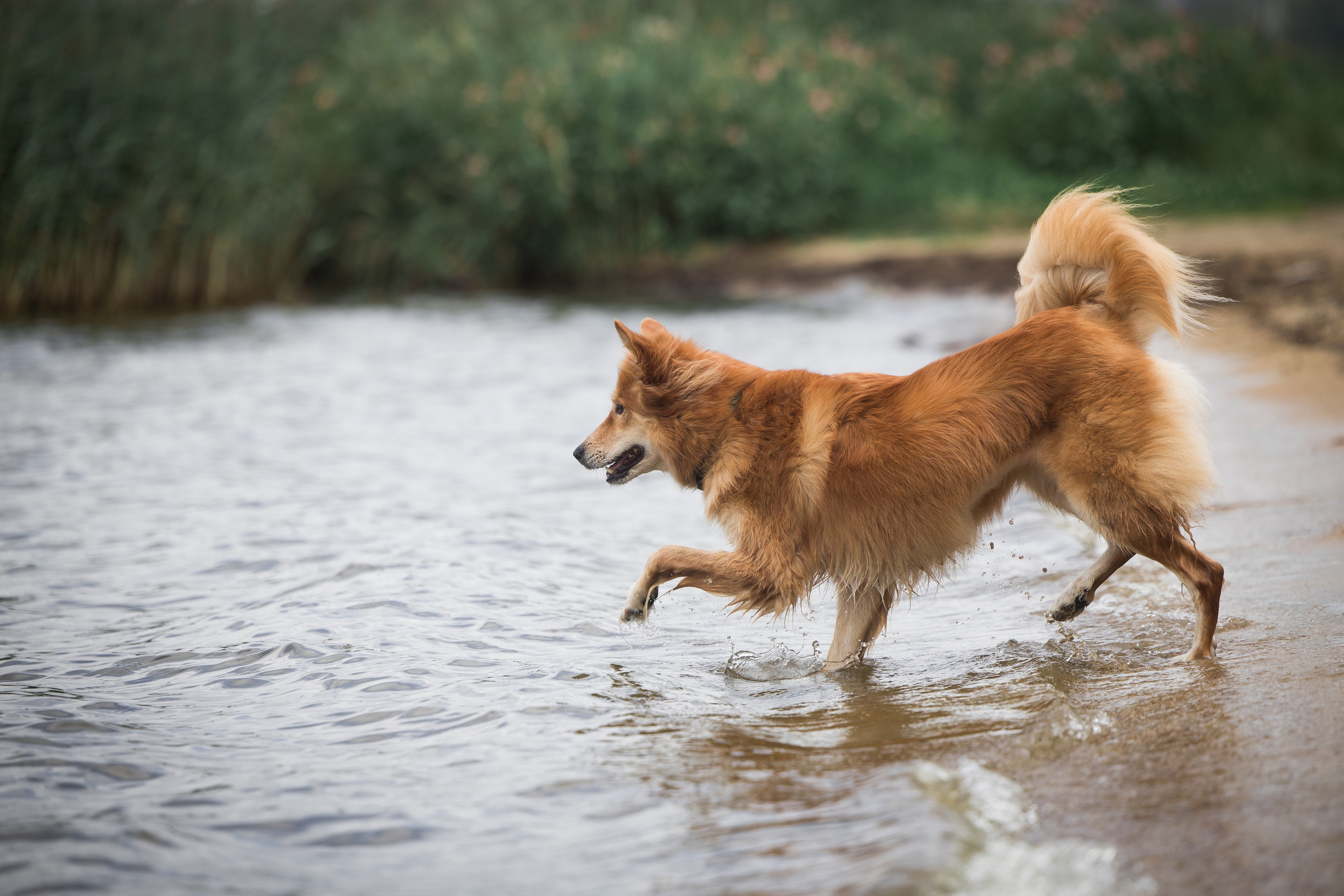 Портфолио. Фотограф-анималист в Екатеринбурге Марина Шишкина