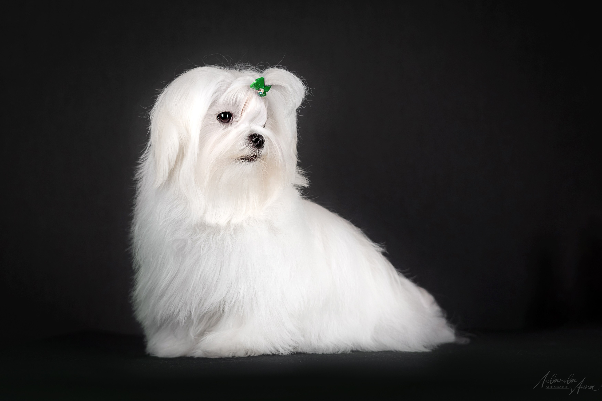 Мальтезе. Фотограф анималист Аня Ливанова | Рыбинск
