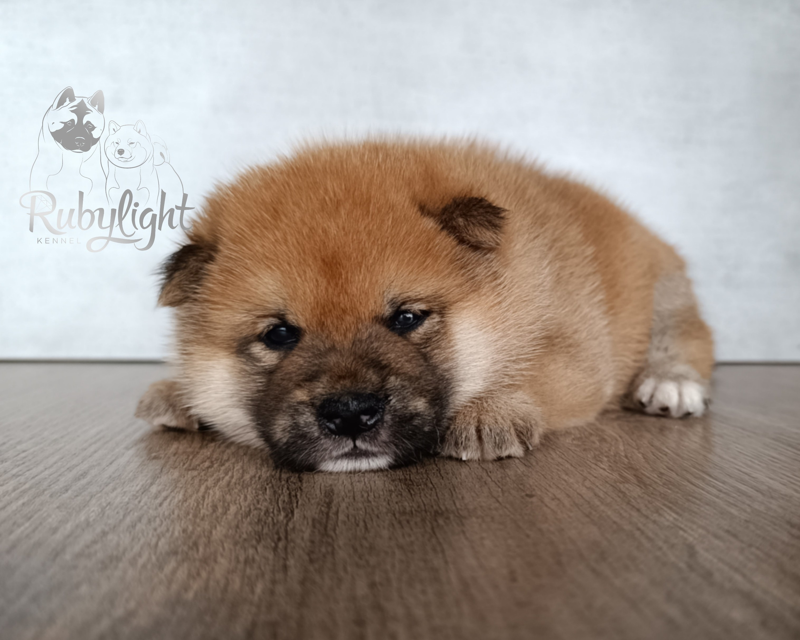 Сиба Rubylight Everest питомник Рубилайт 