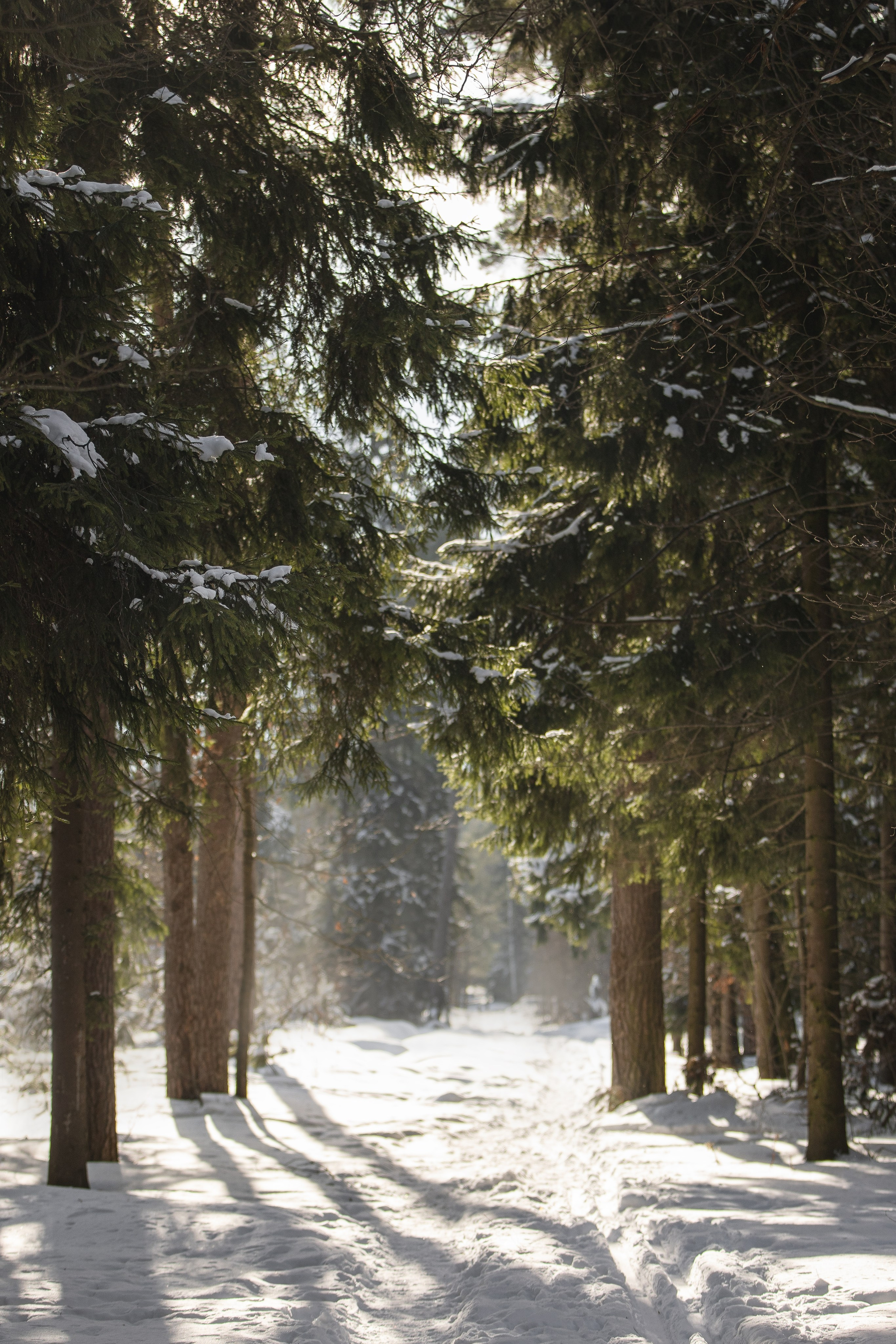 Дмитрий, Наталья и Панти. Фотограф анималист в Москве Майорова Евгения