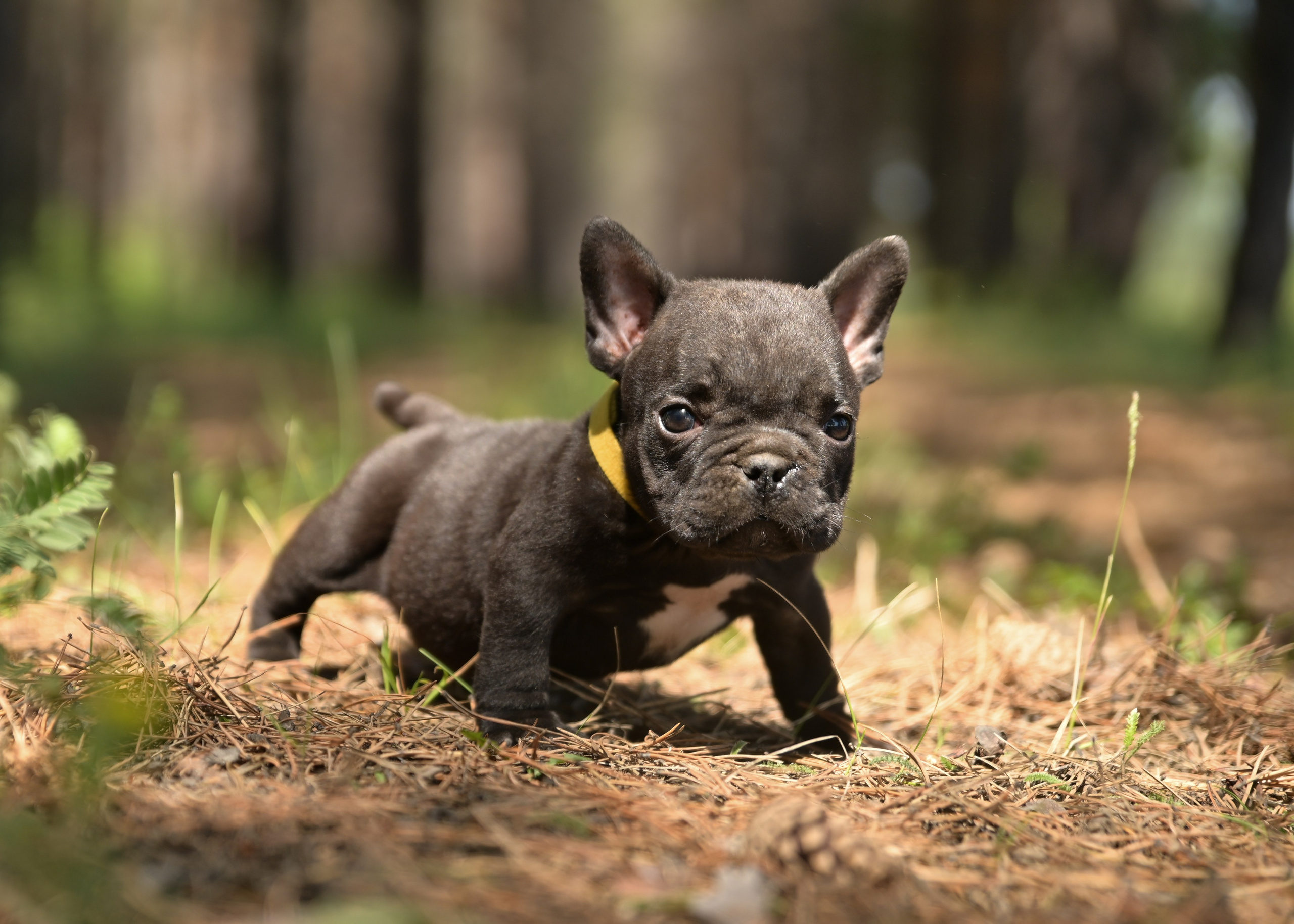 Свободные щенки Американский Булли в Иркутске. Питомник собак Иркутск