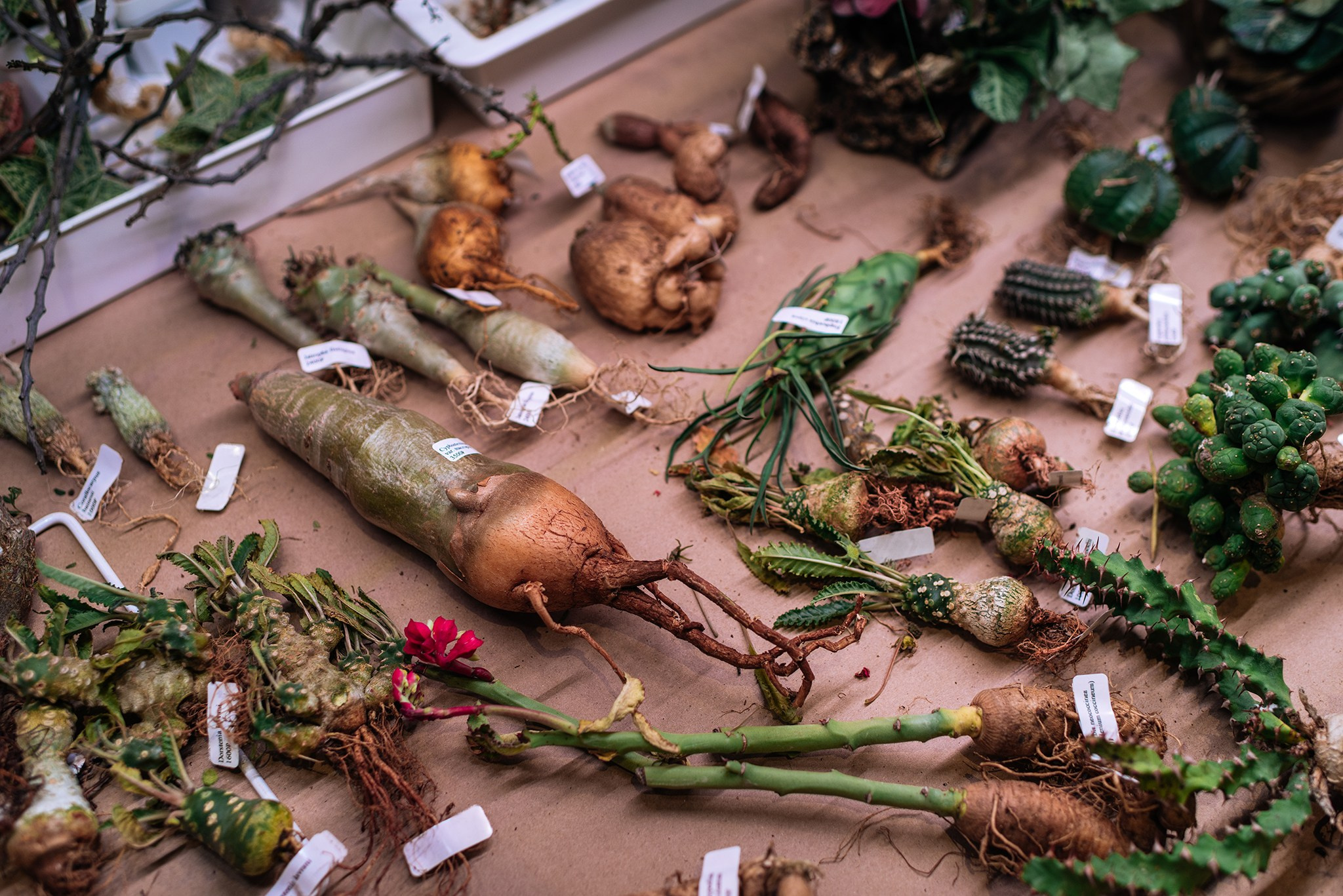 ВАУ Фест. Март 26. Репортажный фотограф в Санкт-Петербурге Анастасия Клёпова