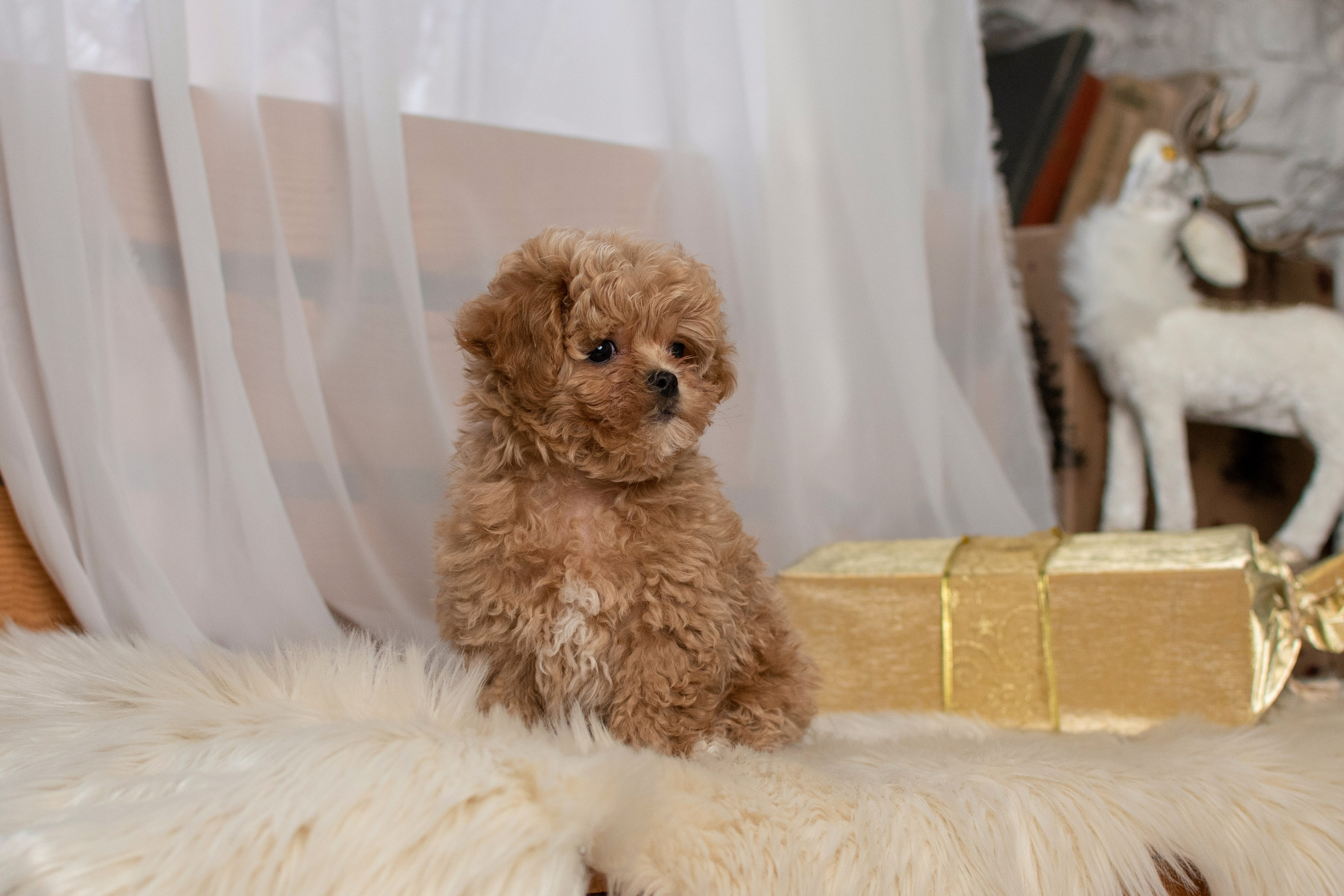 Съемка щенков. Фотограф анималист в Ростове I Гончарова Анна