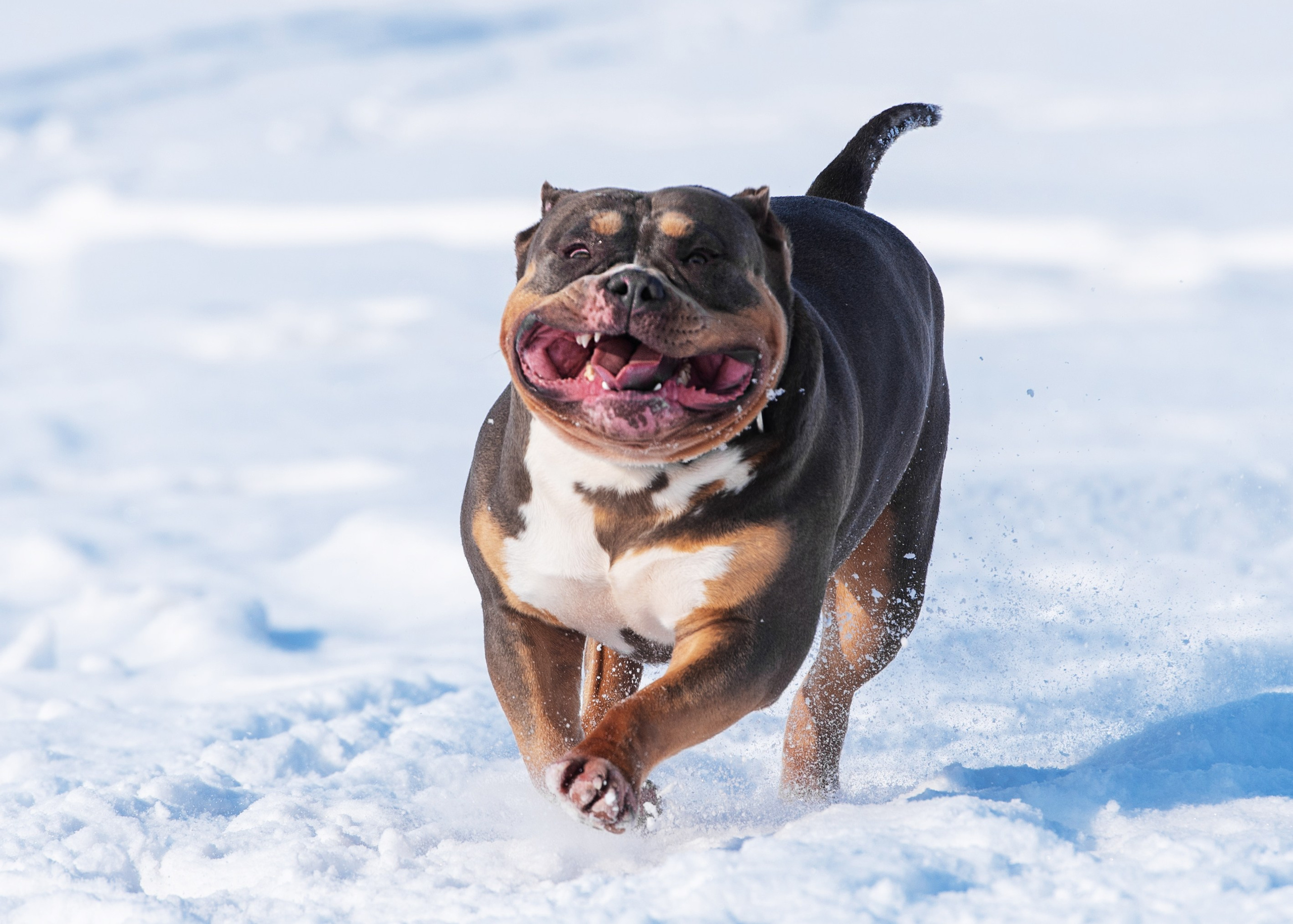 Булли. Дог-фотограф в Тюмени Александра Королева
