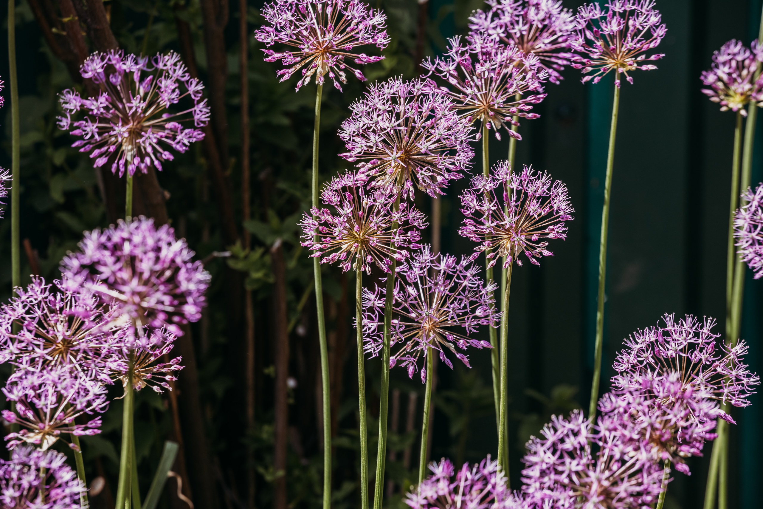 Родные люди «Кратово». Леся Гаранина. Семейный фотограф/видеограф Москва и область