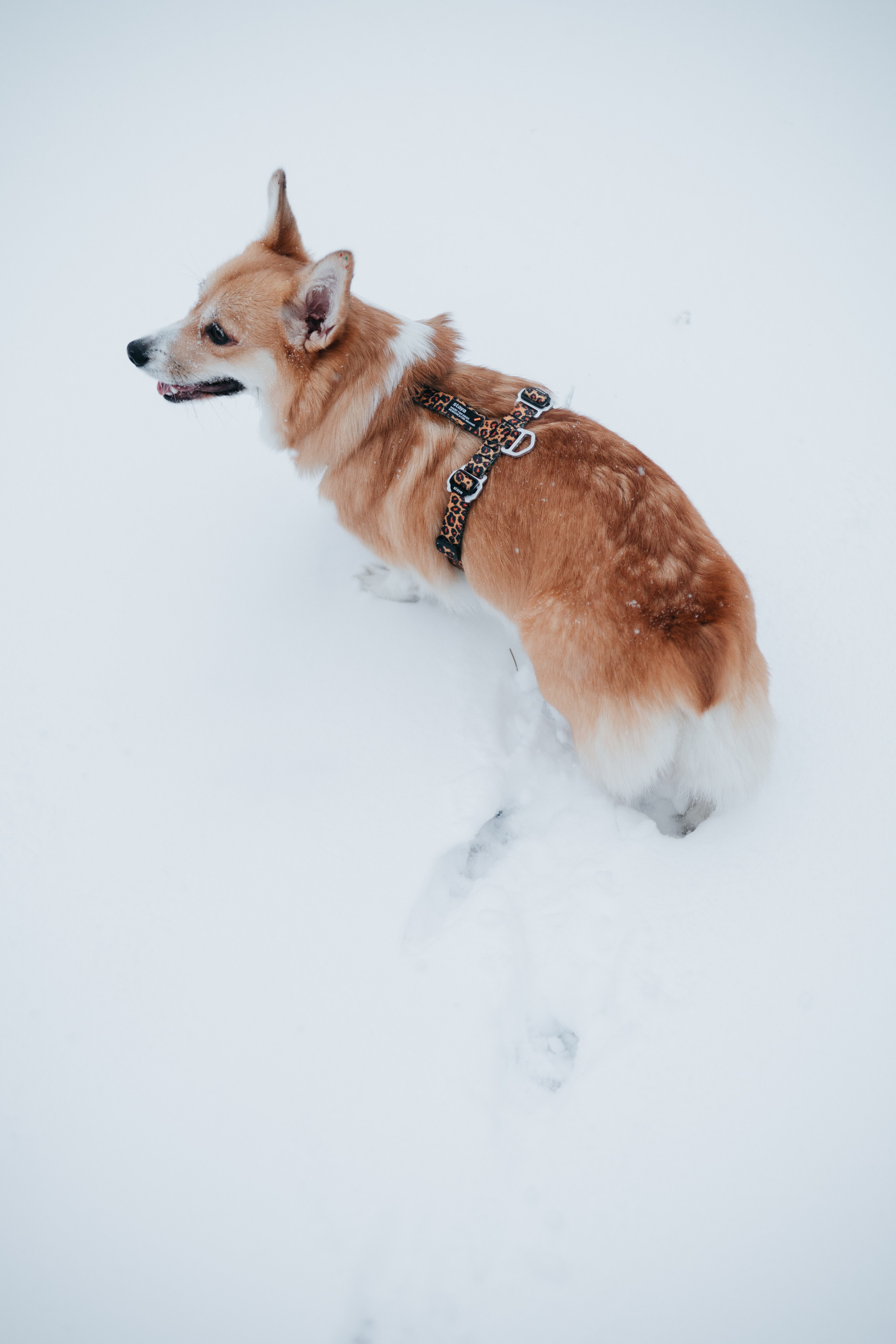 Лена, Лиза и Мия. Фотограф — анималист Владивосток, Алина