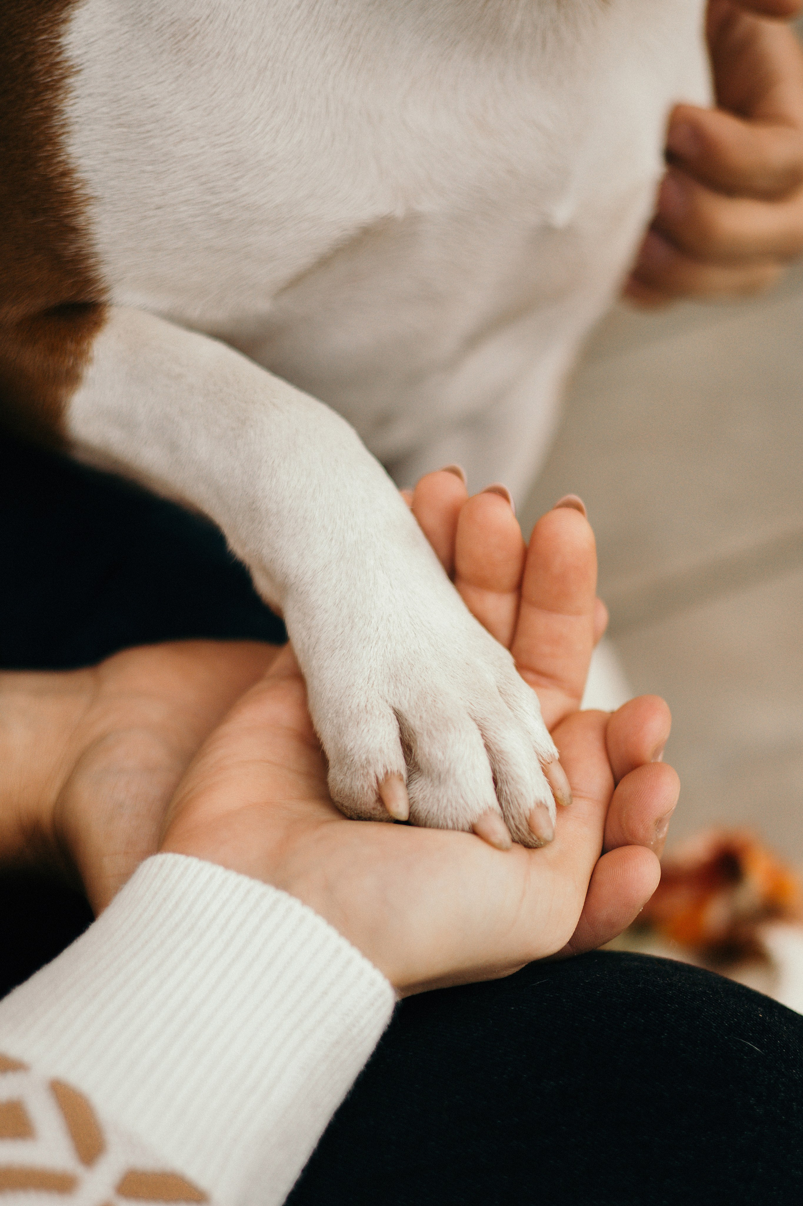 Лаффи и ее семья. Фотограф — анималист Владивосток, Алина