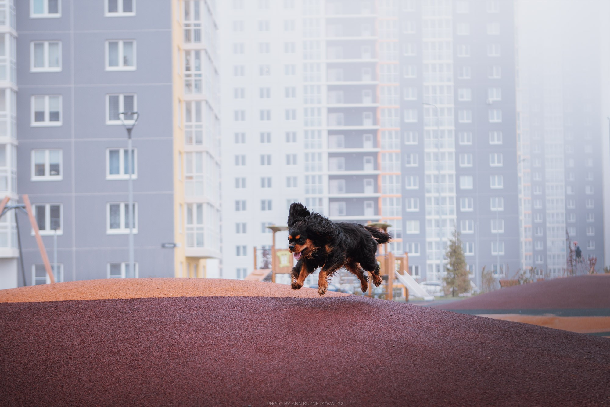 Спаниель Купер. Фотограф анималист Кузнецова Анна Нижний Новгород
