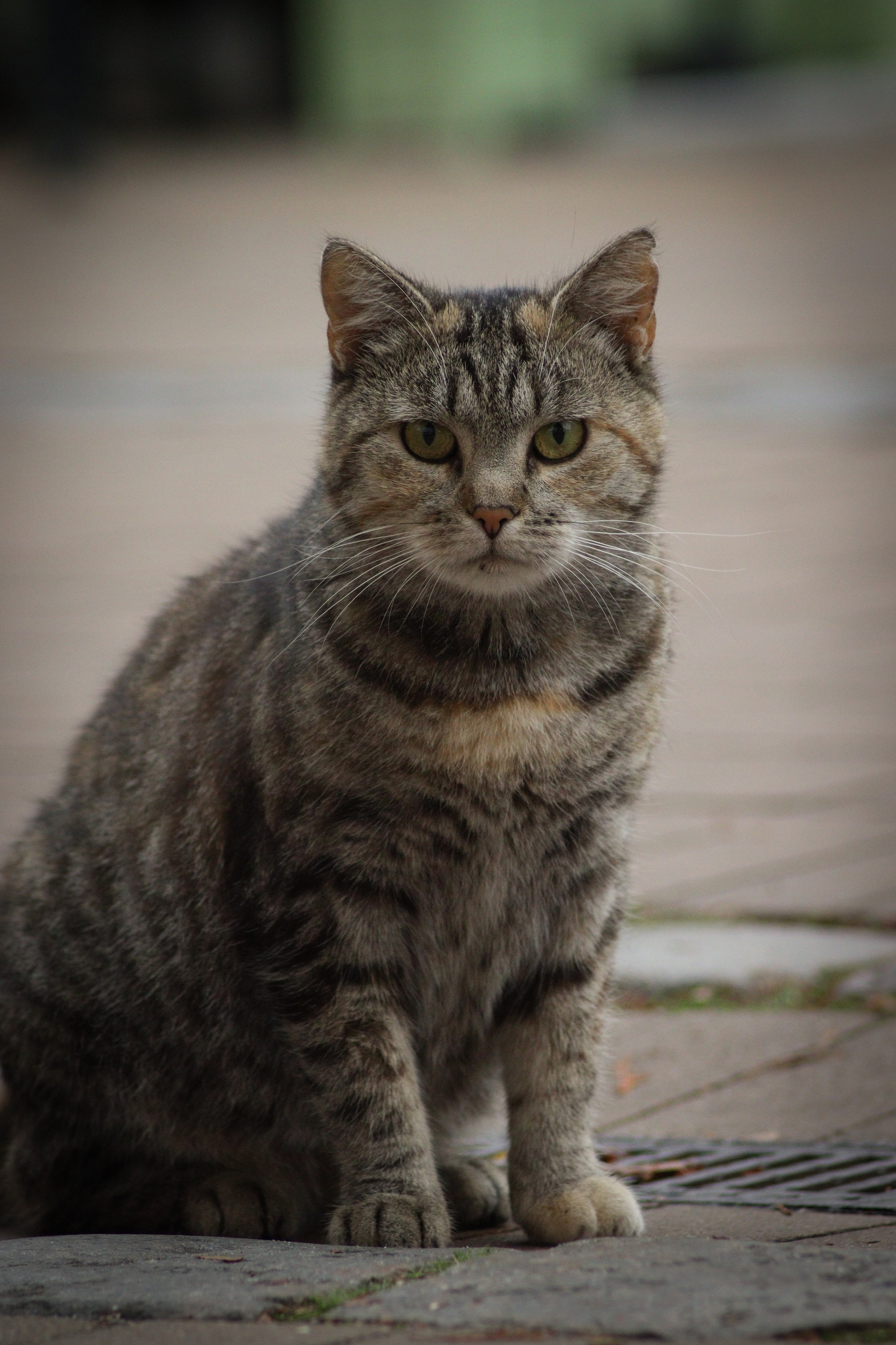 Р А З Н Ы Е — К О Т Ы. — Digital Noise —