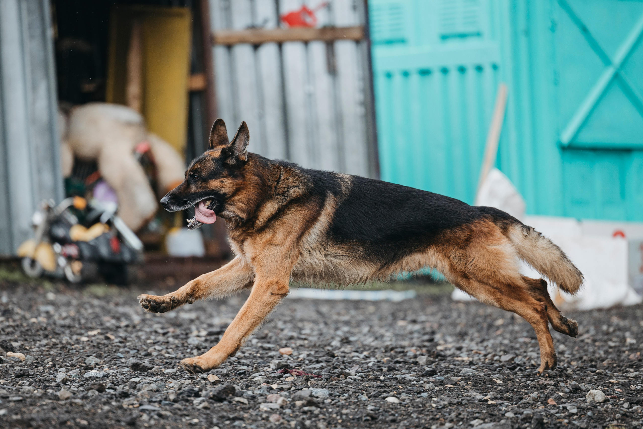 09.05.25 Вологда соревнования. Фотограф-анималист Анна Маринич