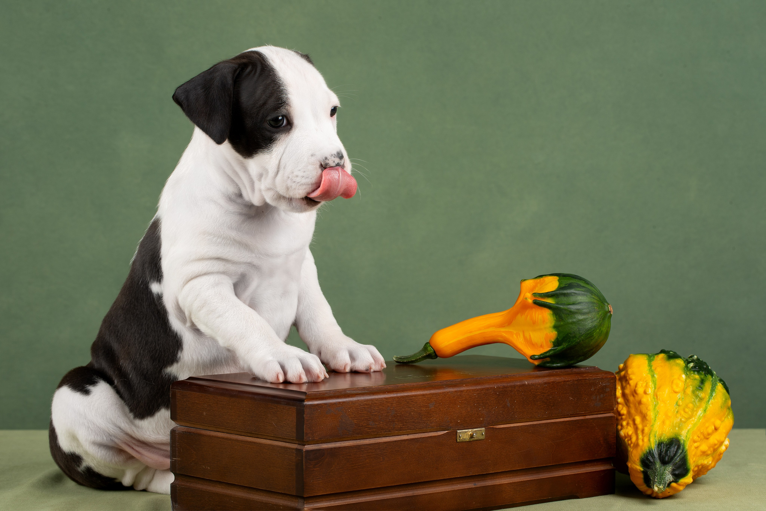 Фотограф анималист в Санкт-Петербурге Ирина Ковалева