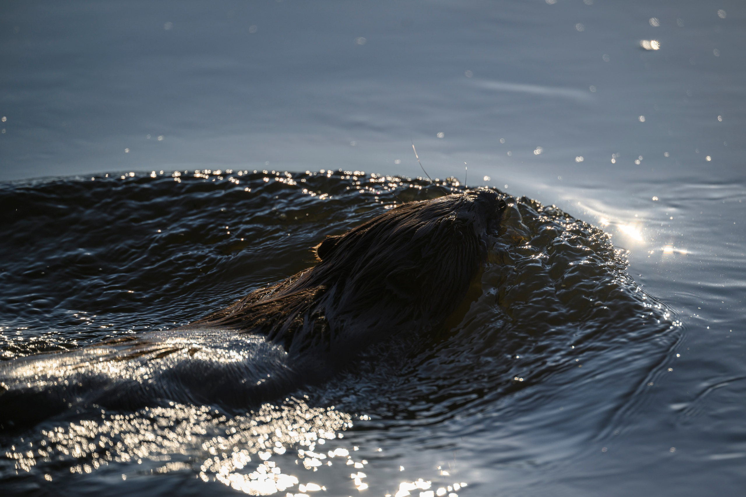 Бобр и большие веретенники. Фотограф Сергей Пупонин