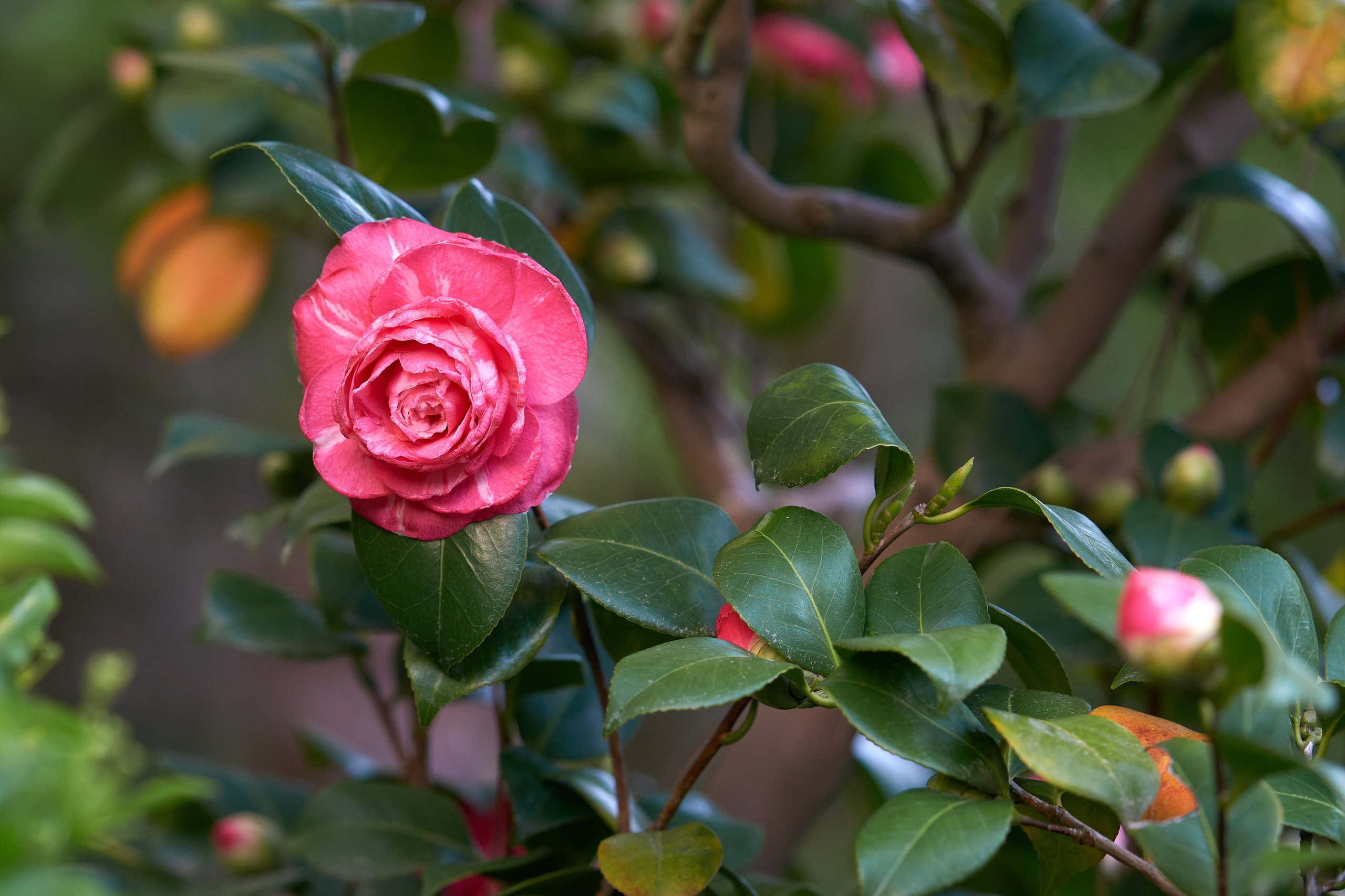 Сочи. Чёрное море. Фотограф Владимир Артамонов