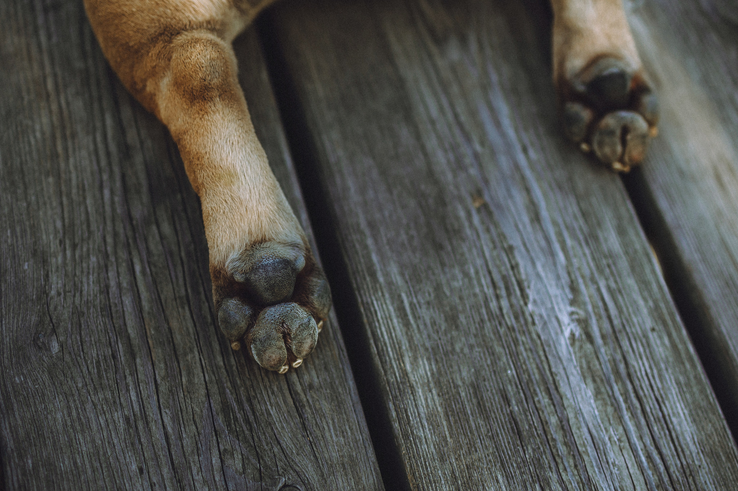 Настя, Женя и Хонор