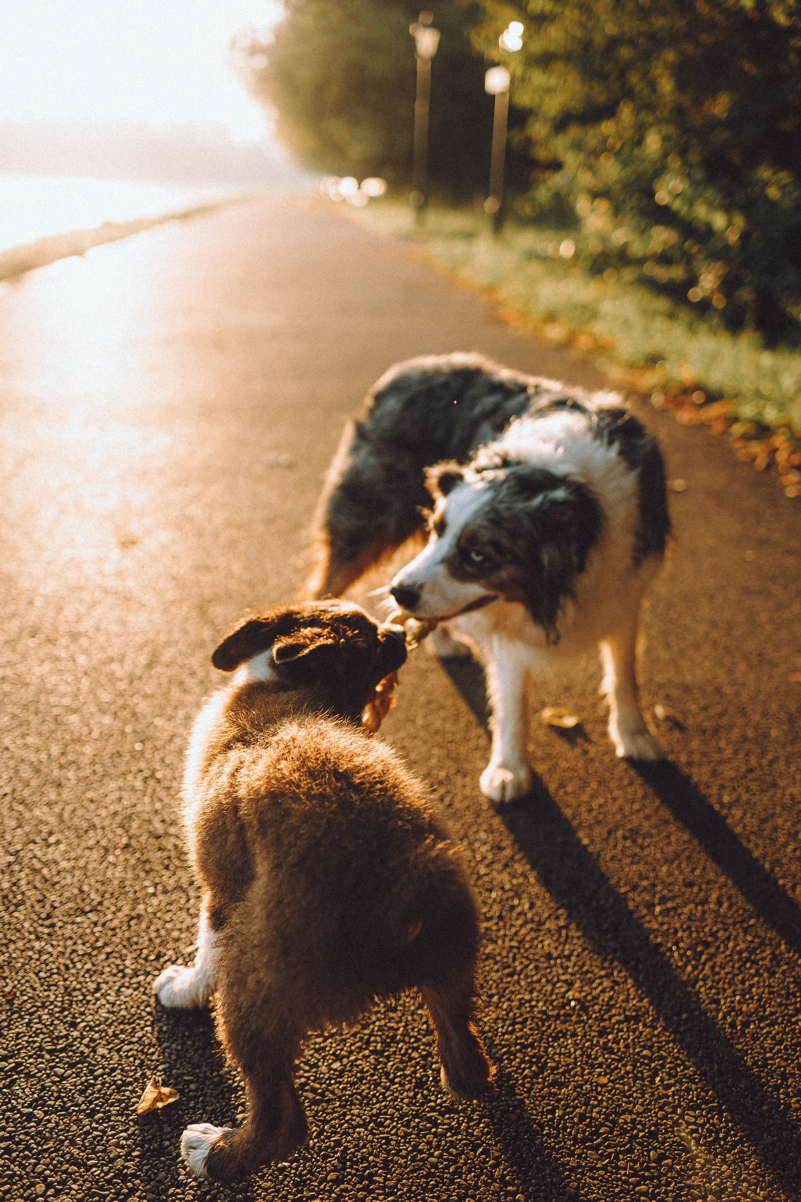 Лена, Принц и Фенек