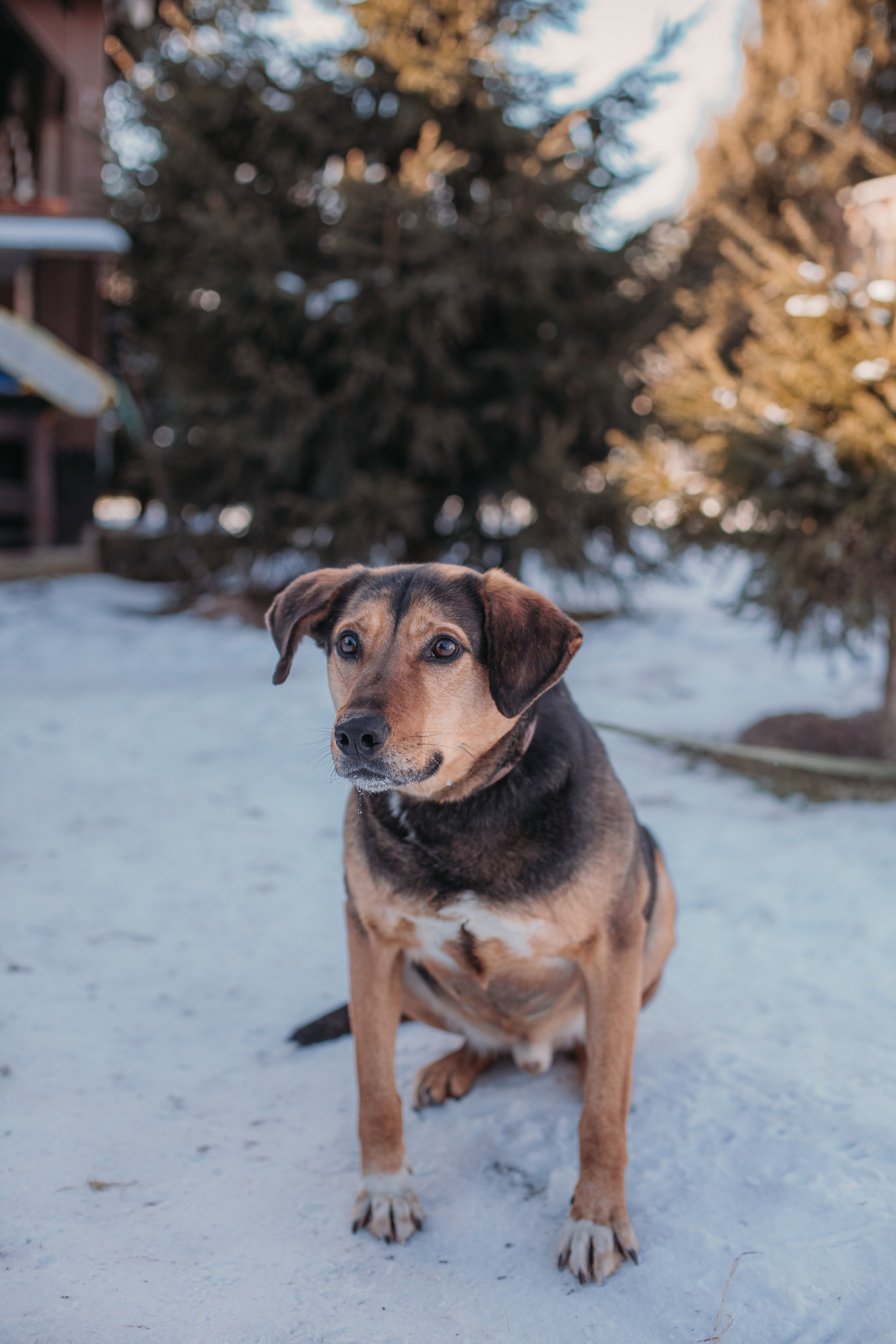 Фотосессии животных. Детский фотограф, фотограф-анималист