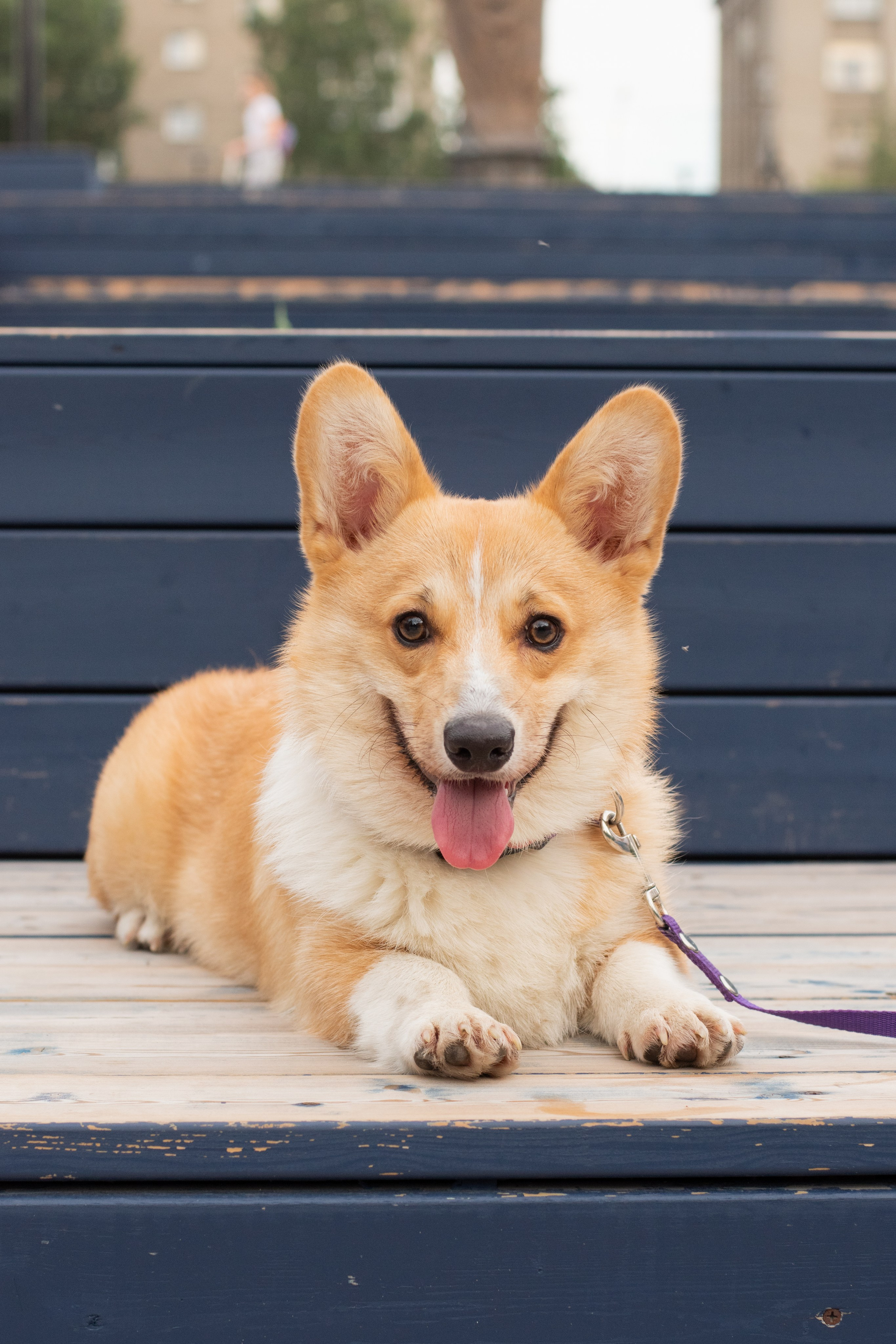 Фотосессия с домашними животными. Фотограф в Новосибирске Фальман Полина