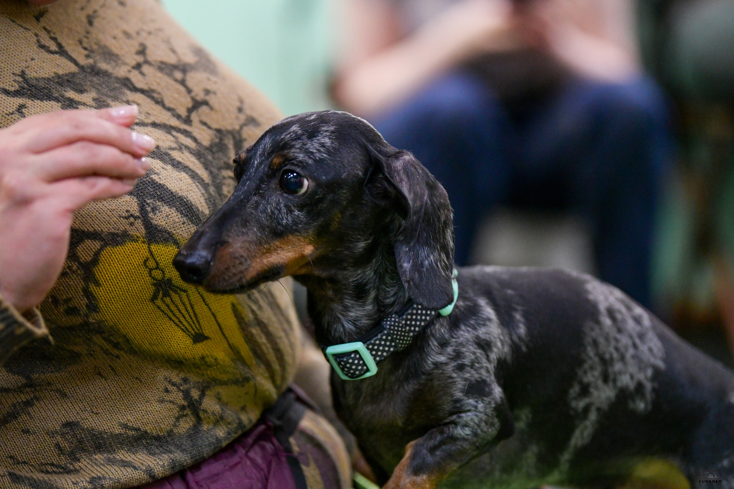 Кинологический клуб «Бодрый хвост». Свой взгляд через объектив