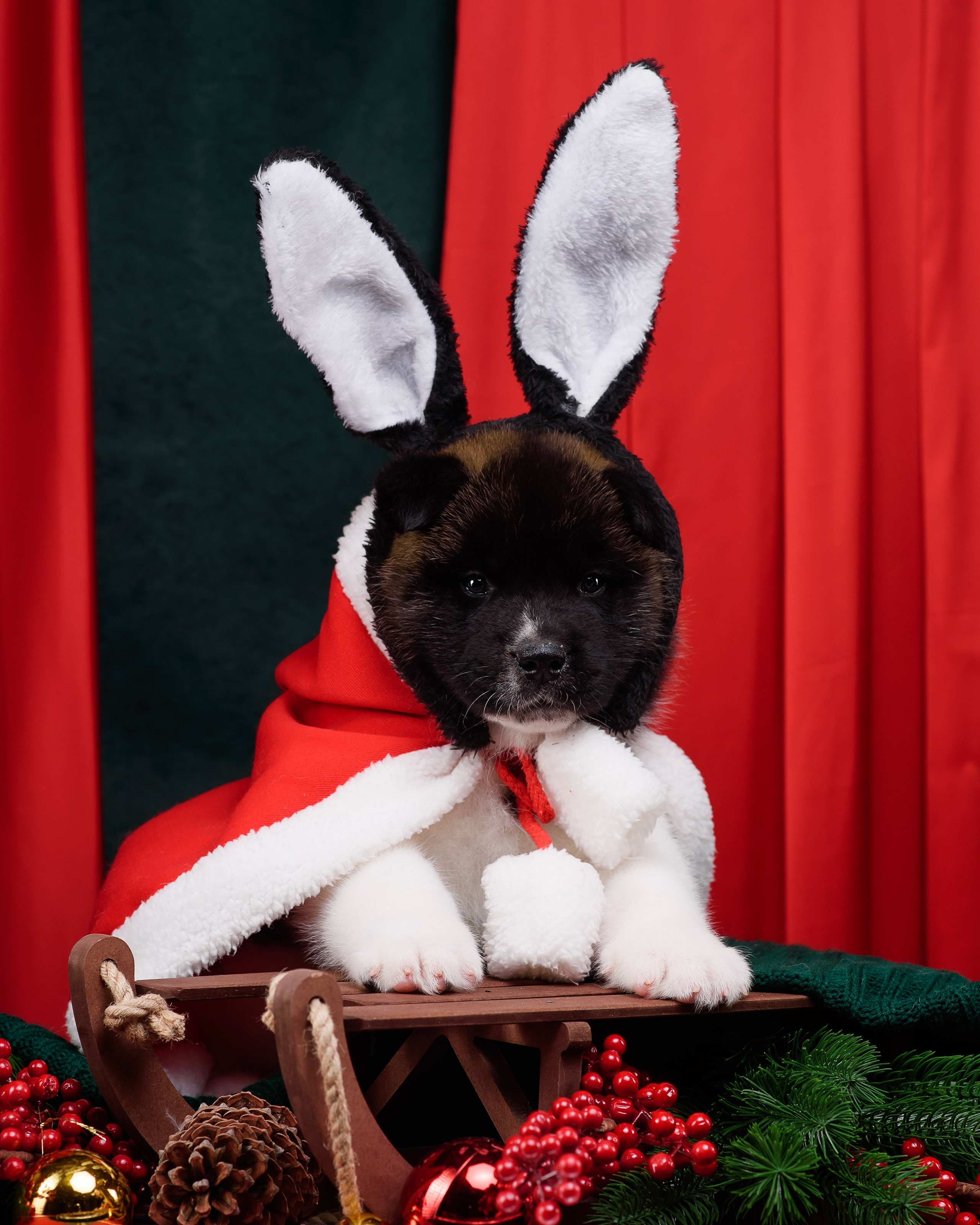 Щенки Американской Акиты. Фотограф — Анималист | Анна Абрамова