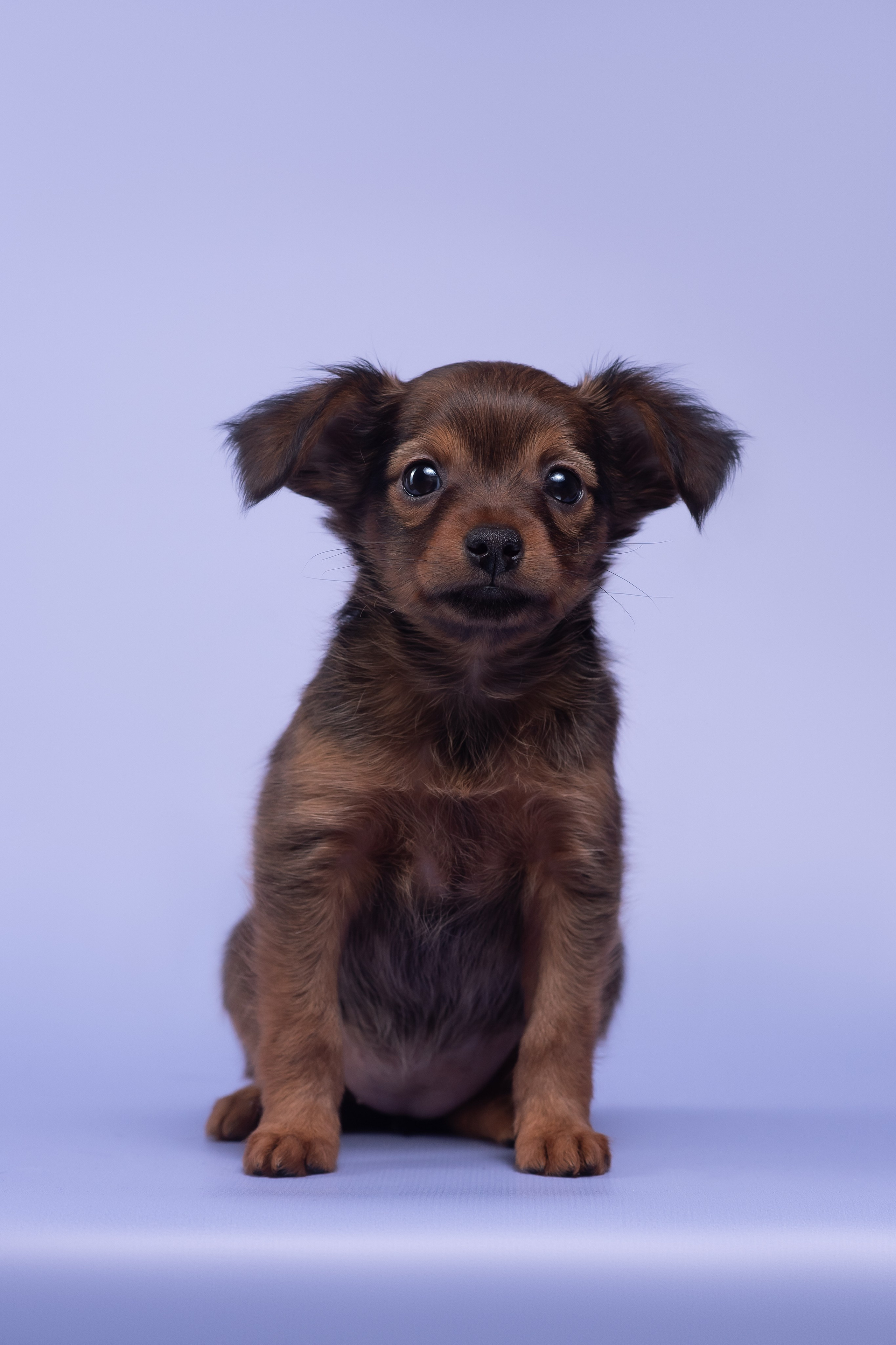 Пражские крысарики — 02.04.2025. Фотограф — Анималист | Анна Абрамова