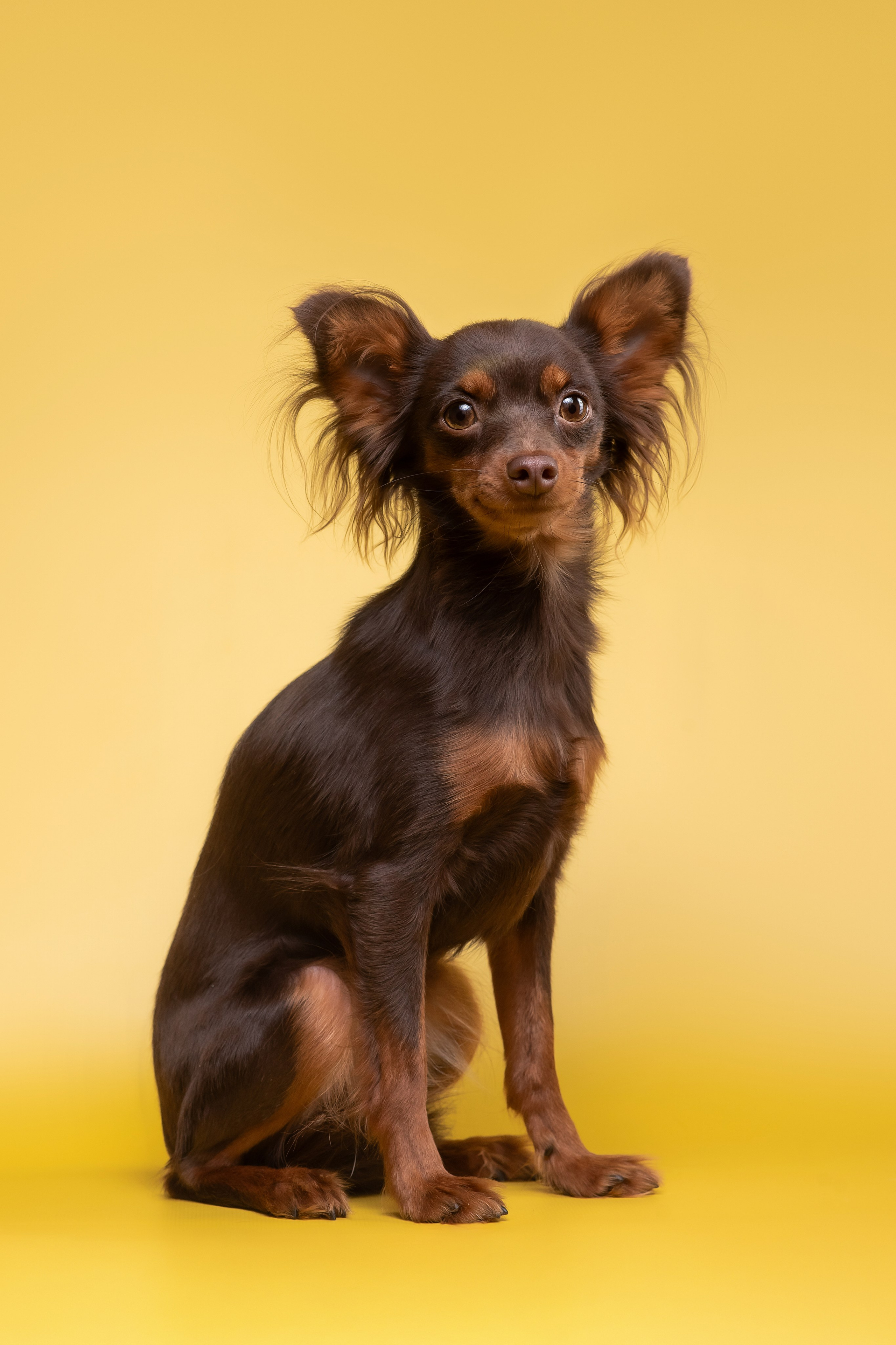 Пражские крысарики — 02.04.2025. Фотограф — Анималист | Анна Абрамова