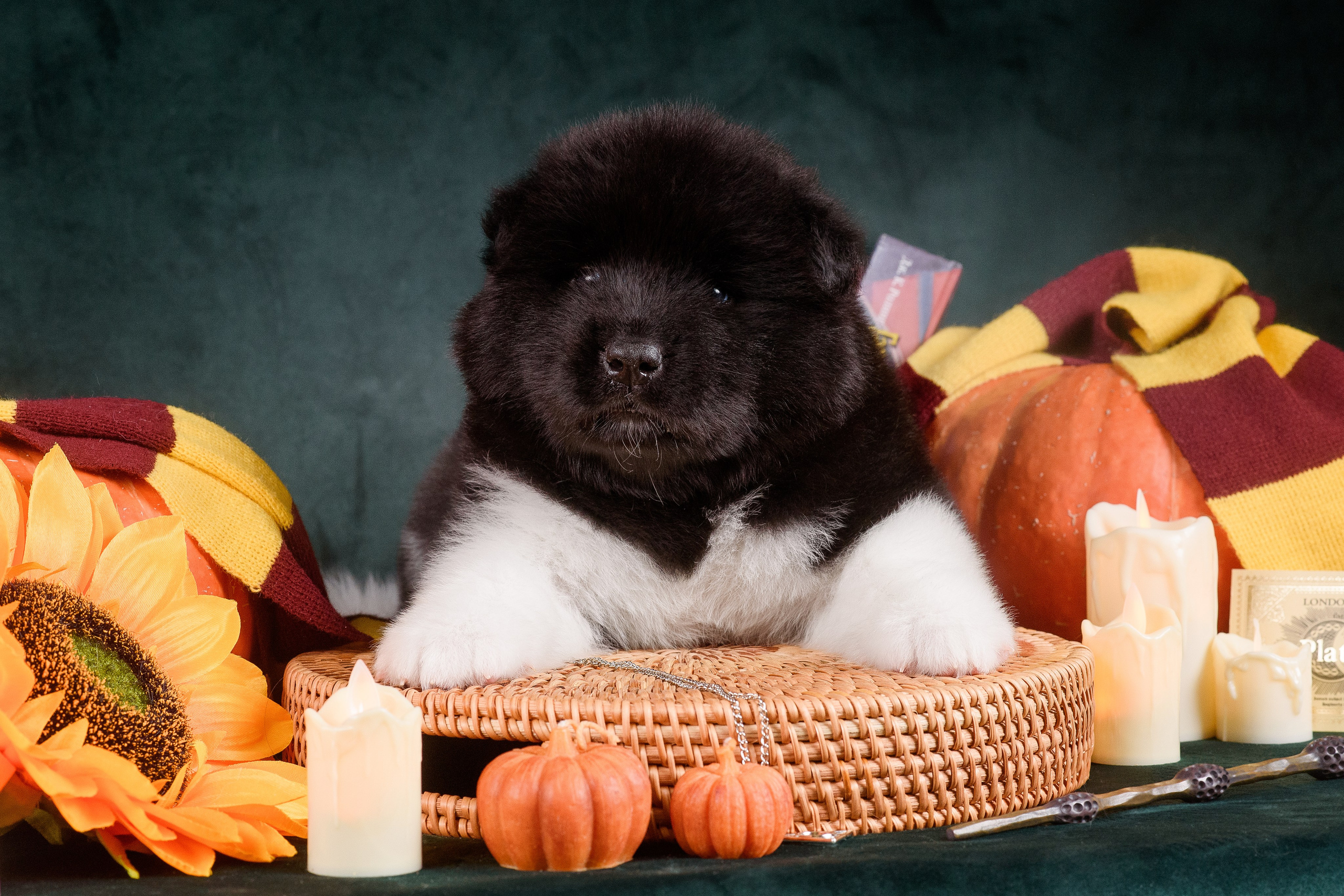 Щенки Американской Акиты — 04.11.2024. Фотограф — Анималист | Анна Абрамова