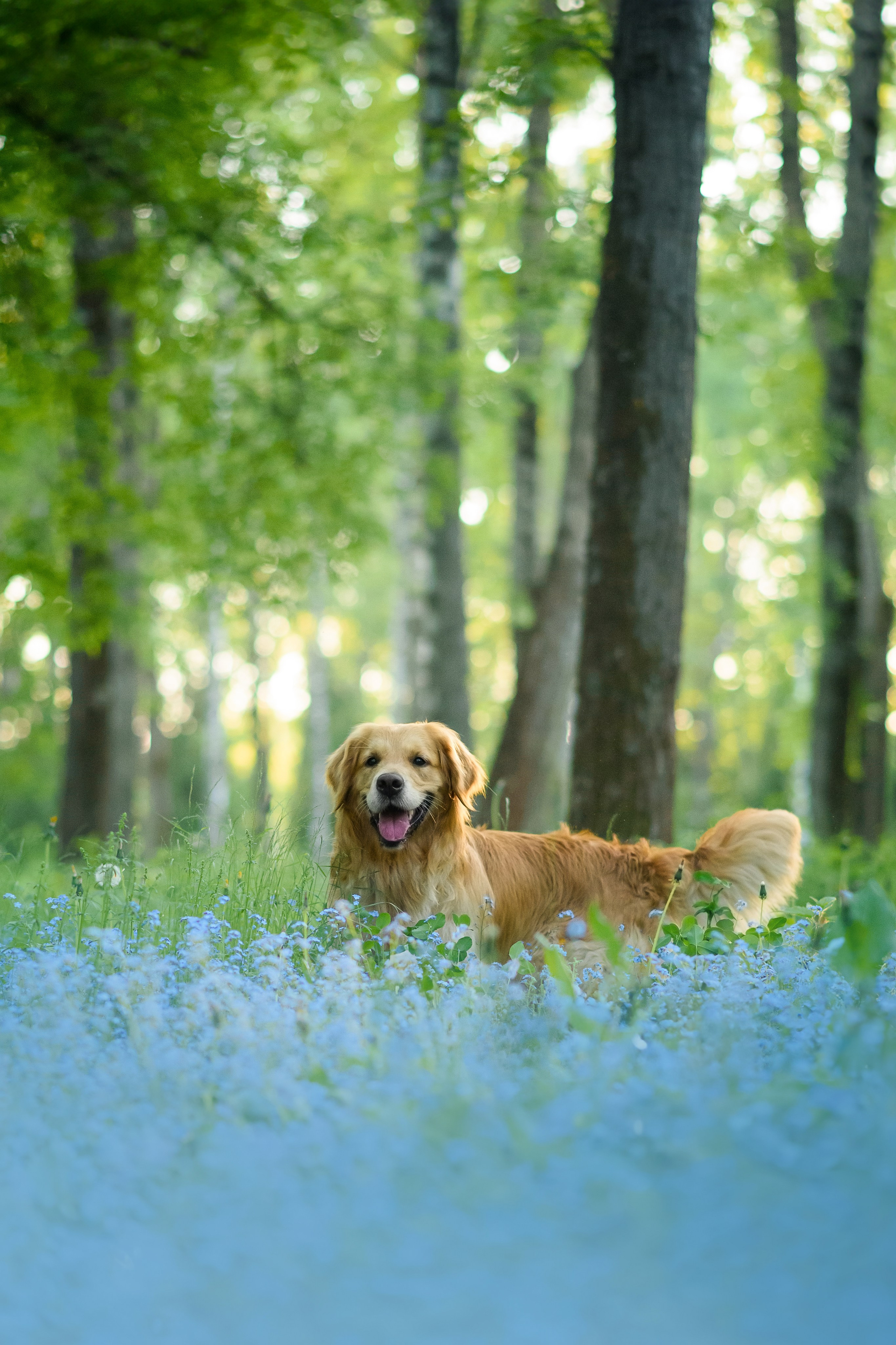 Степа, Йоки и Мята — 29.05.2024. Фотограф — Анималист | Анна Абрамова
