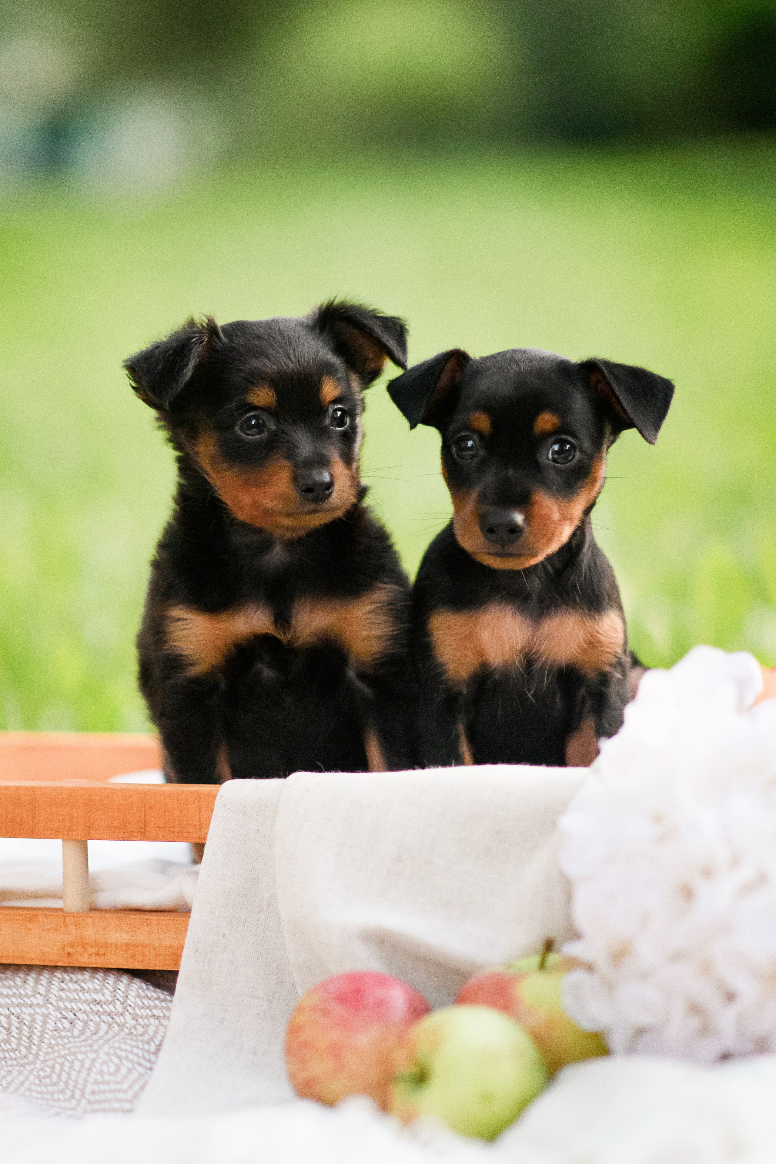 Щенки Пражских крысариков — 03.08.2024. Фотограф — Анималист | Анна Абрамова