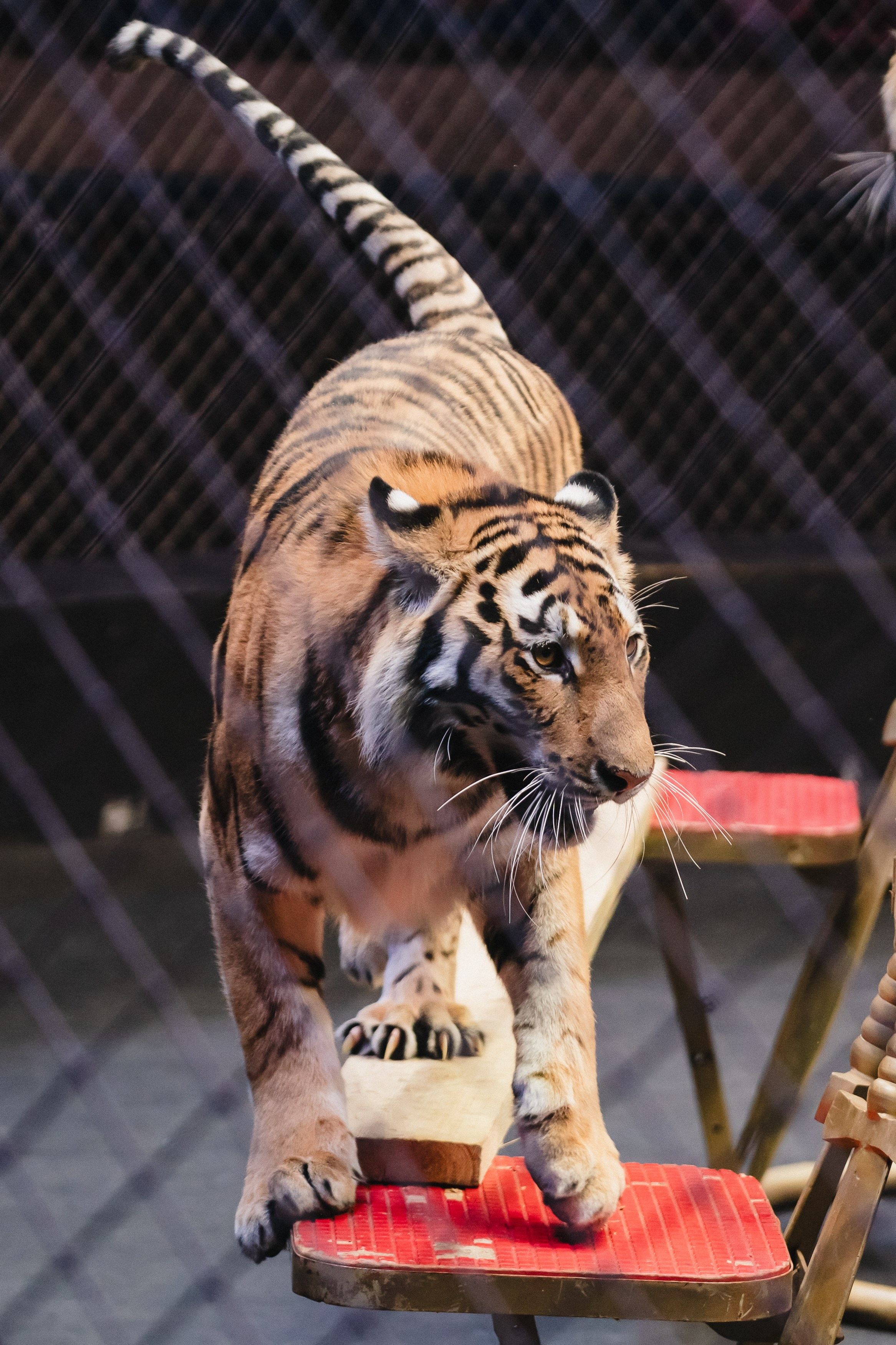 5 Континентов — Открытая репетиция. Воробьева Ксения — Спортивный и танцевальный фотограф Новосибирск