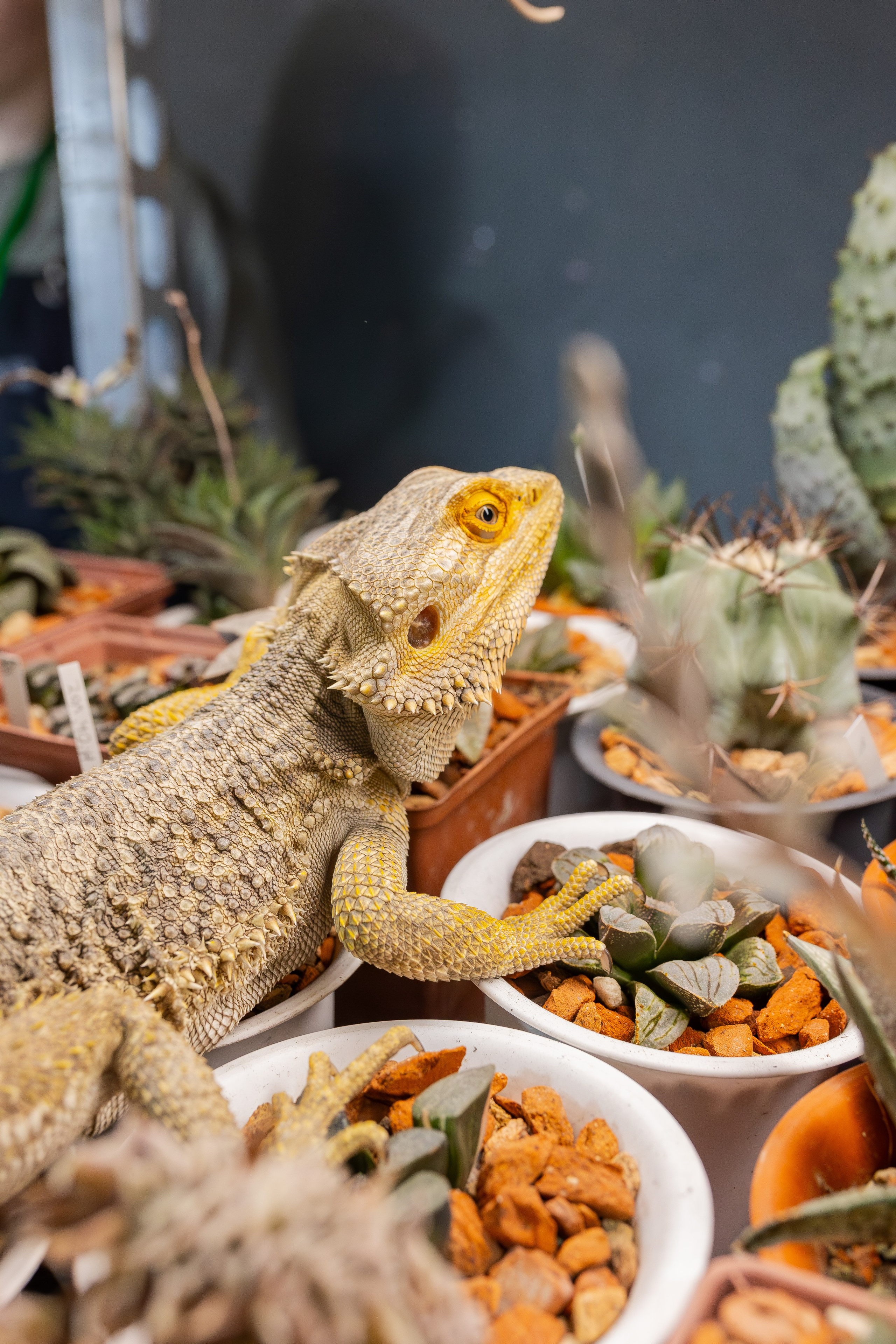 Кактус Фест. Александра Куликова фотограф, Москва
