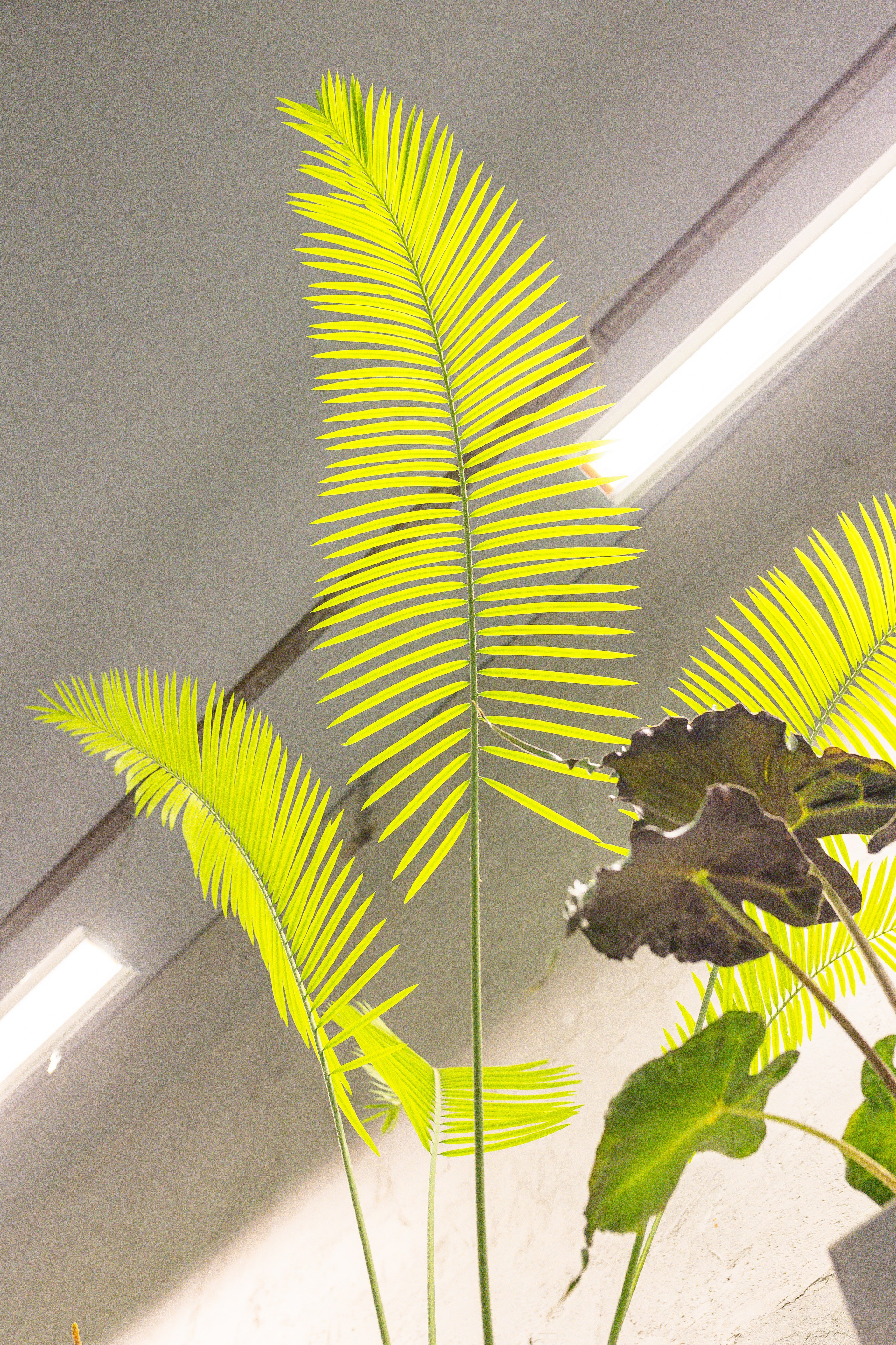 Ярмарка Green Rare 20.09.25. Александра Куликова фотограф, Москва