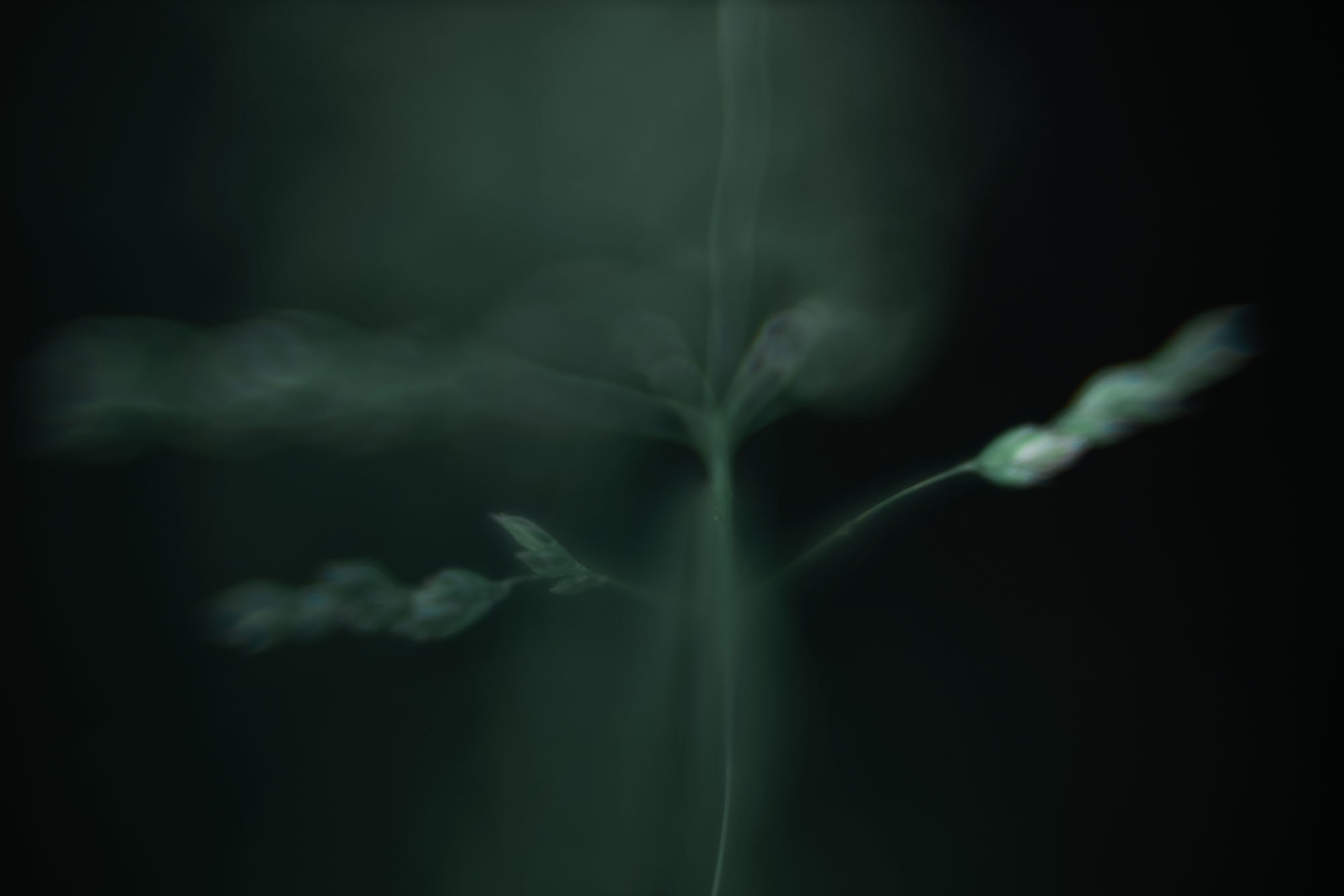 Макро-абстракция «Эфемерность» | Лимитированная серия. Sandra Marselly | Абстрактная Макро-Фотография