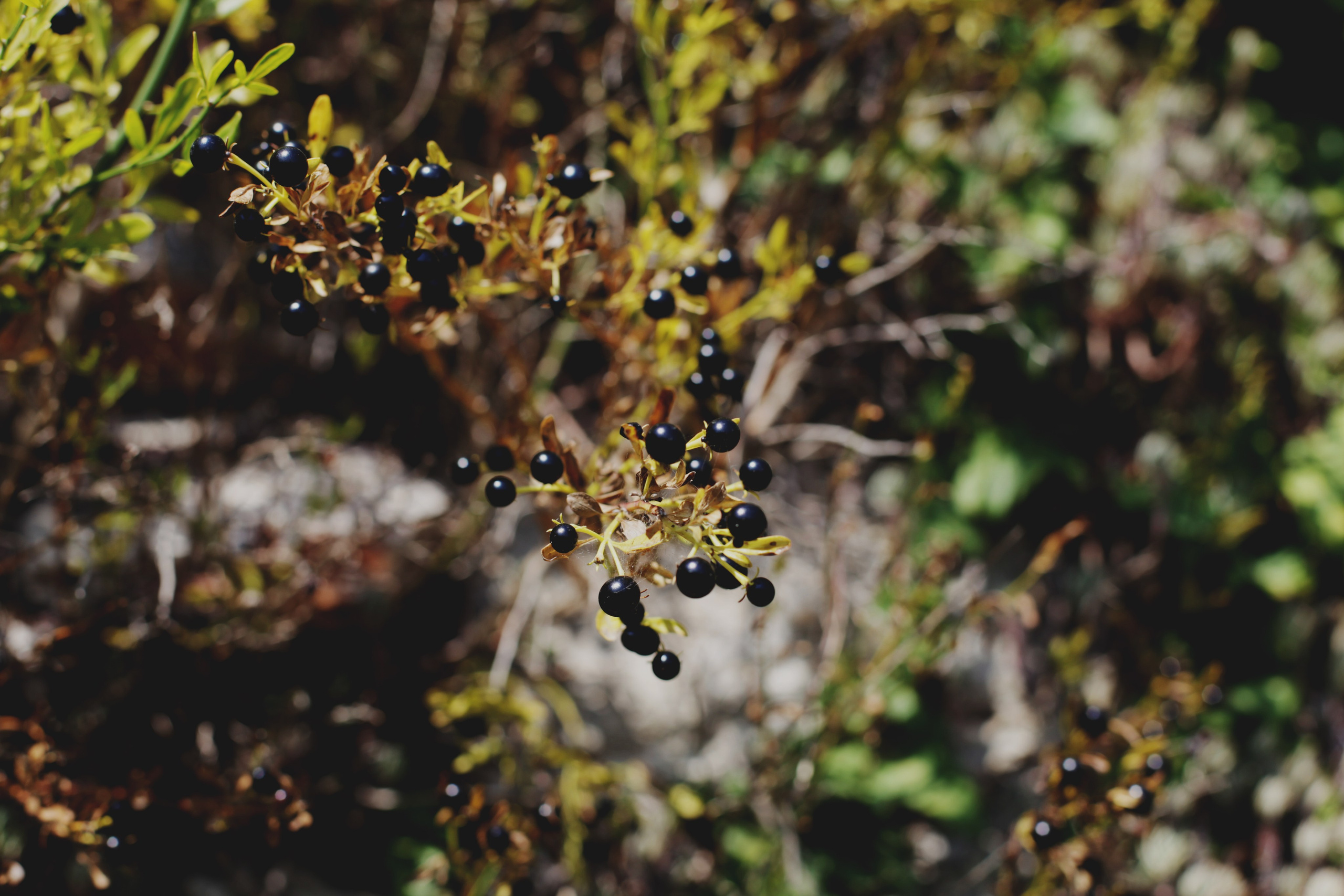 Болгария. Аня Степанова