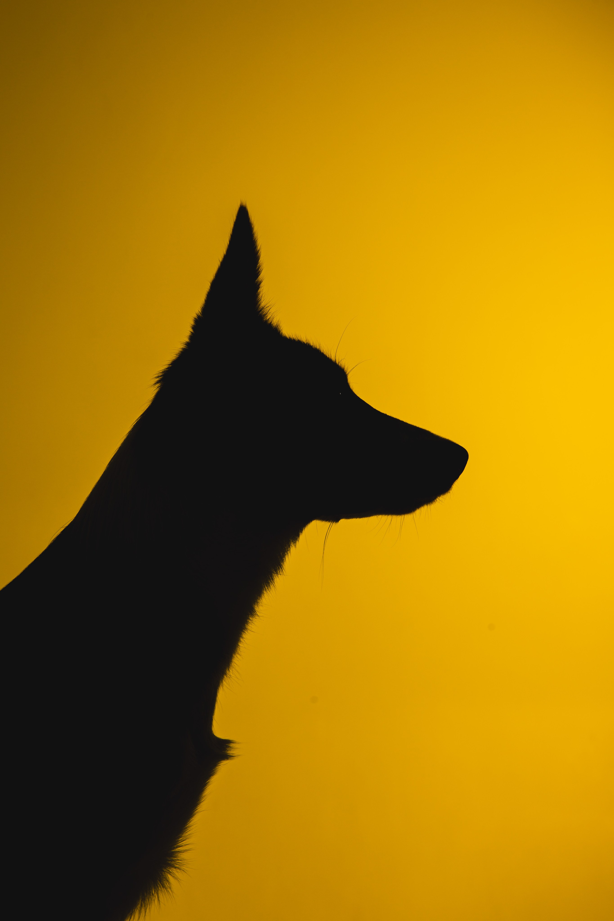 Воркшоп по импульсному свету