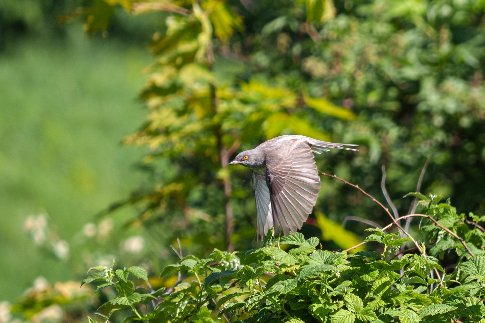 Удивительные мир птиц. Вокруг нас столько прекрасного — присмотритесь!. Ваш личный фотограф Марина Волкова