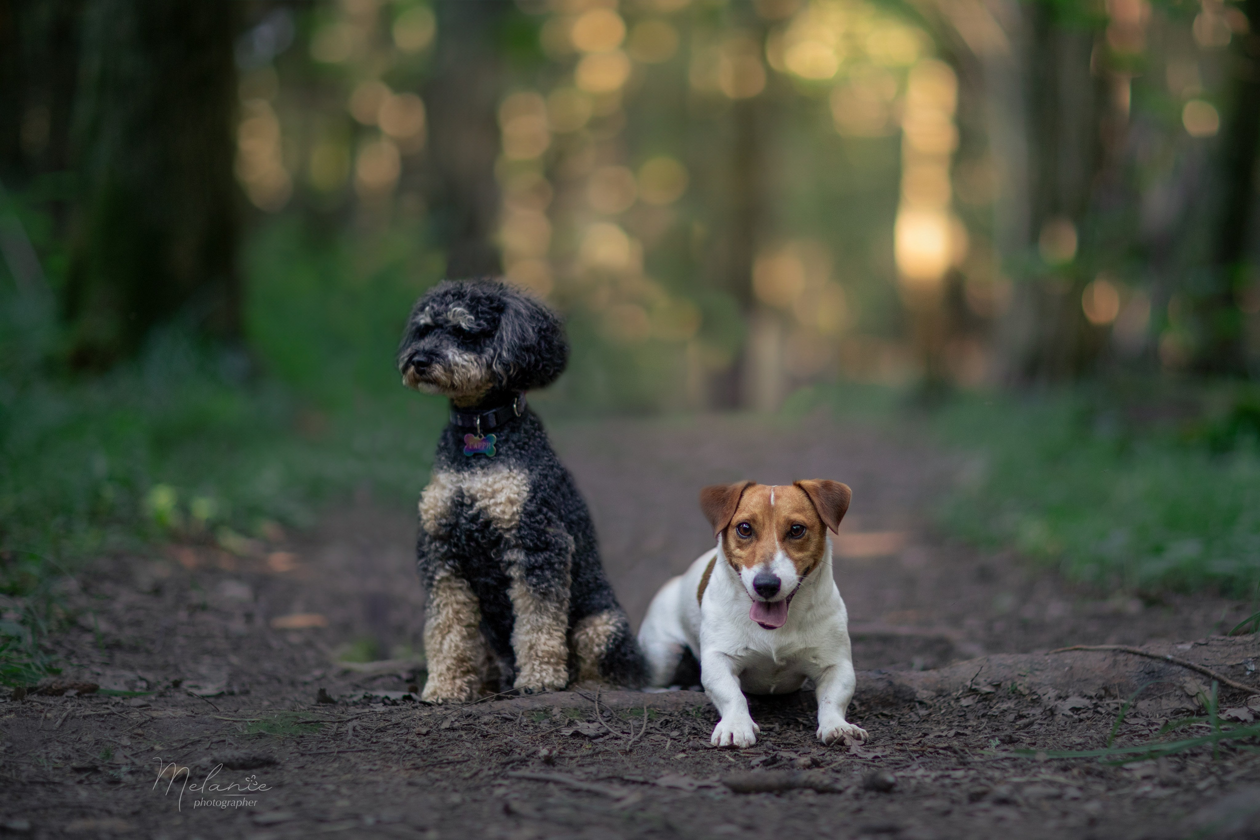 Съемки питомца. Фотограф-анималист в Москве Дорн Мелани