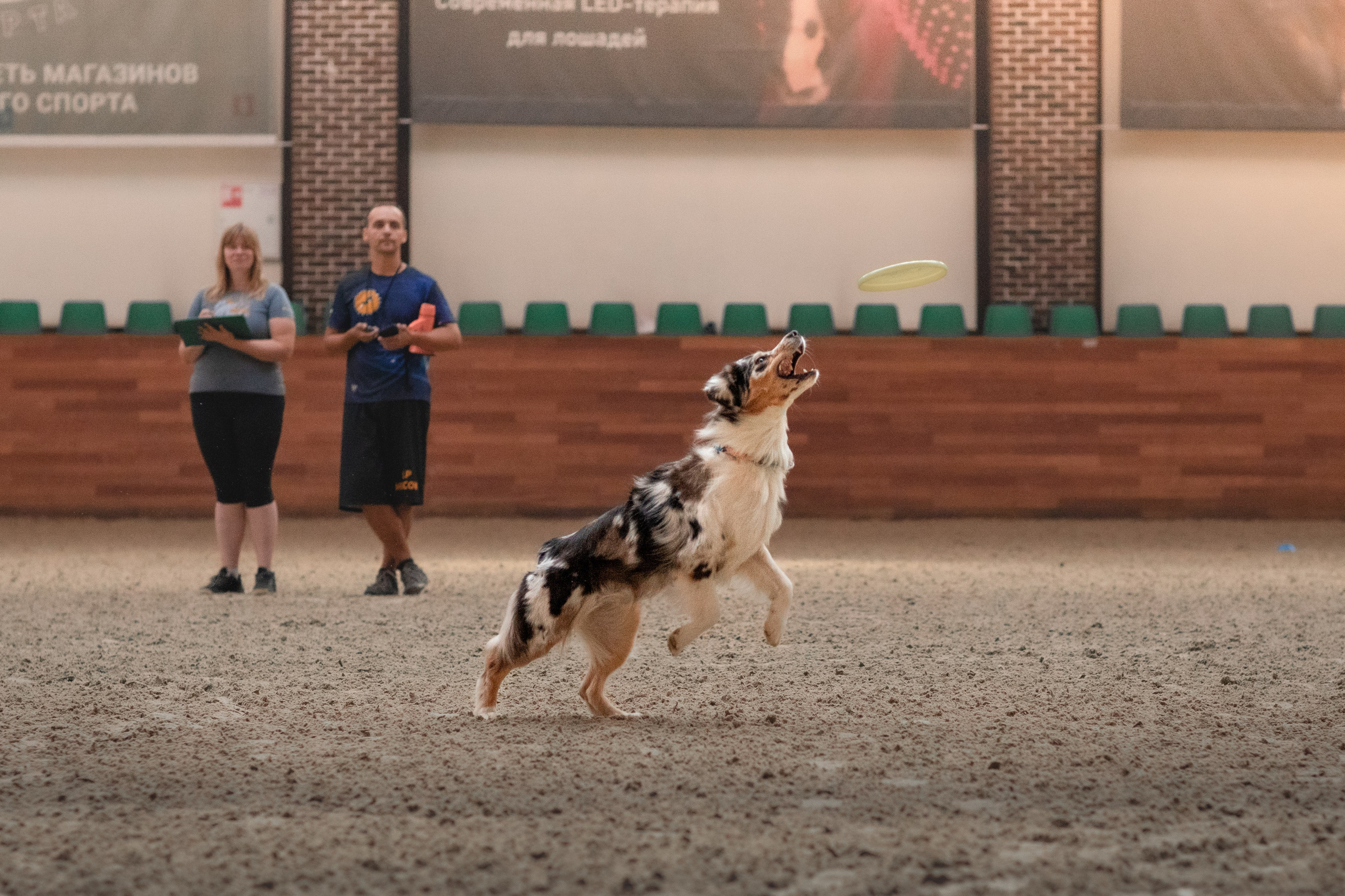 Собака в спорте. Фотограф-анималист в Москве Дорн Мелани