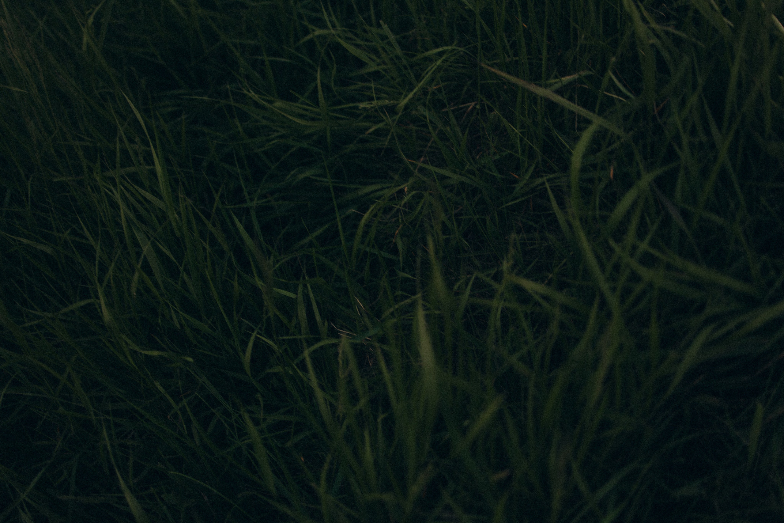 Аня и ее семья. Фотораф — анималист Мария Шистка