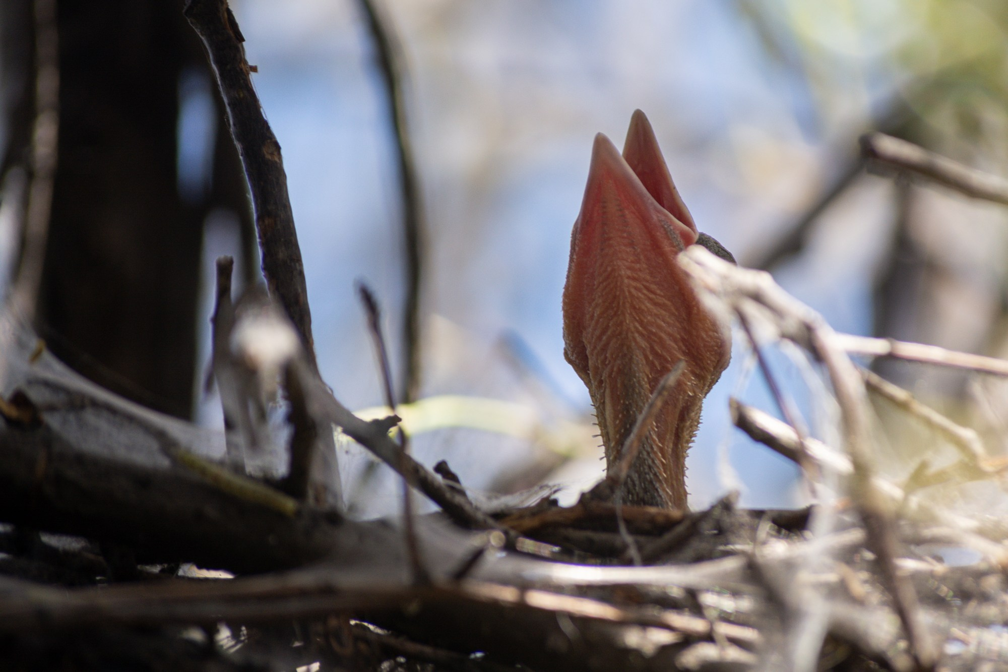 Разное. Репортажный фотограф г. Чита