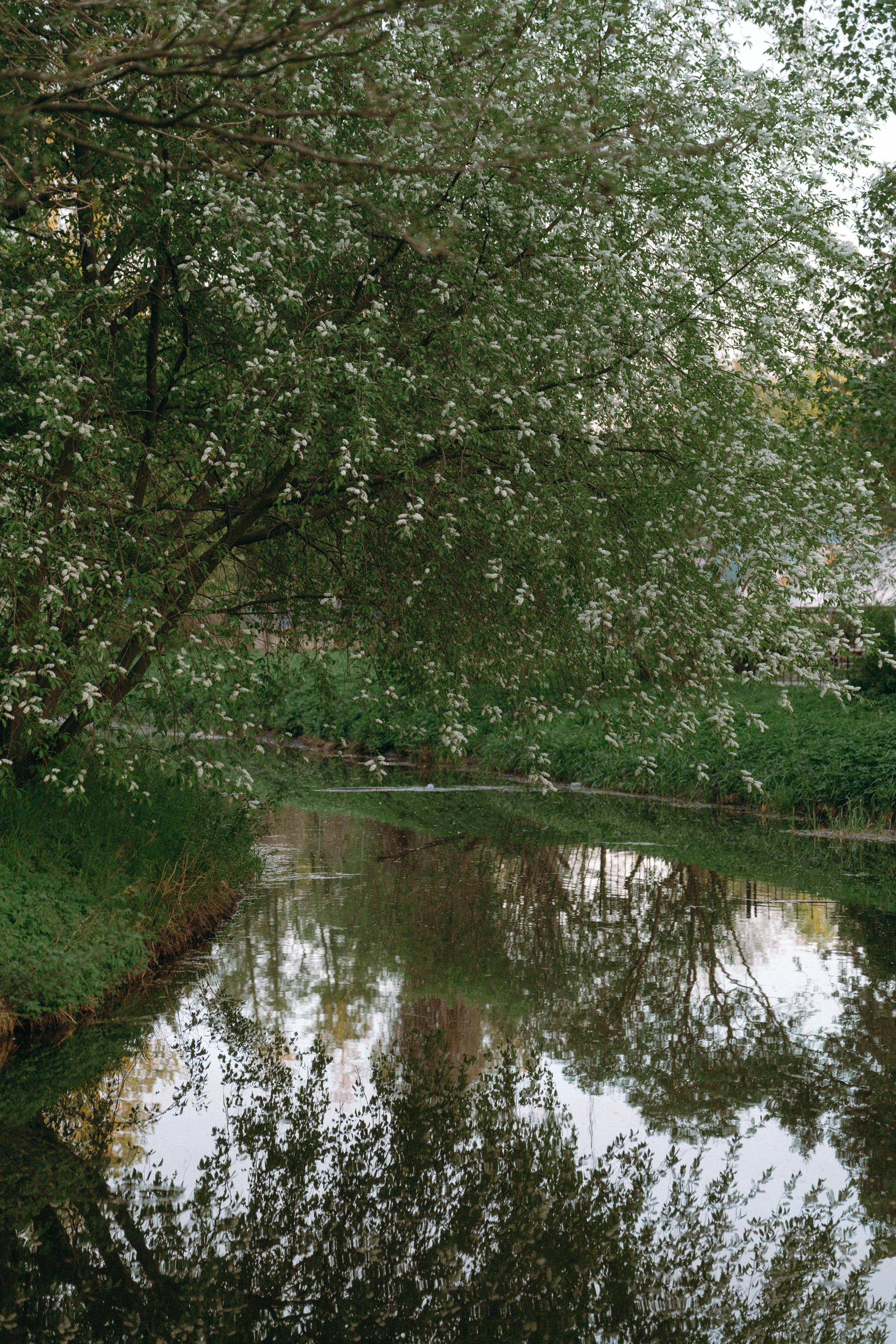 Света, Катрин и Умка. Фотограф анималист в Москве и Санкт-Петербурге Свиридова Анна