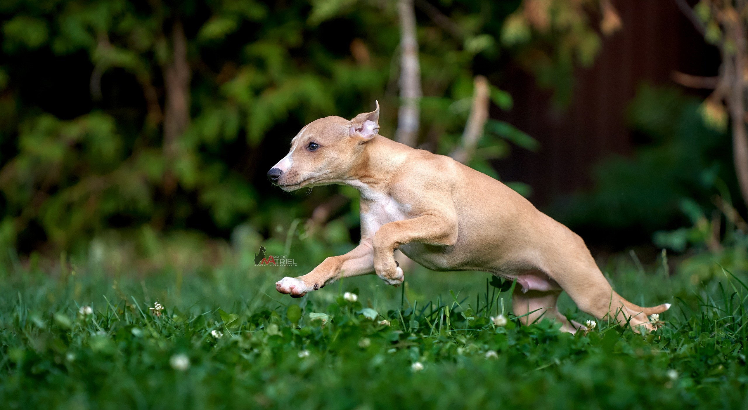 Щенки на прогулке — галерея NATRIEL