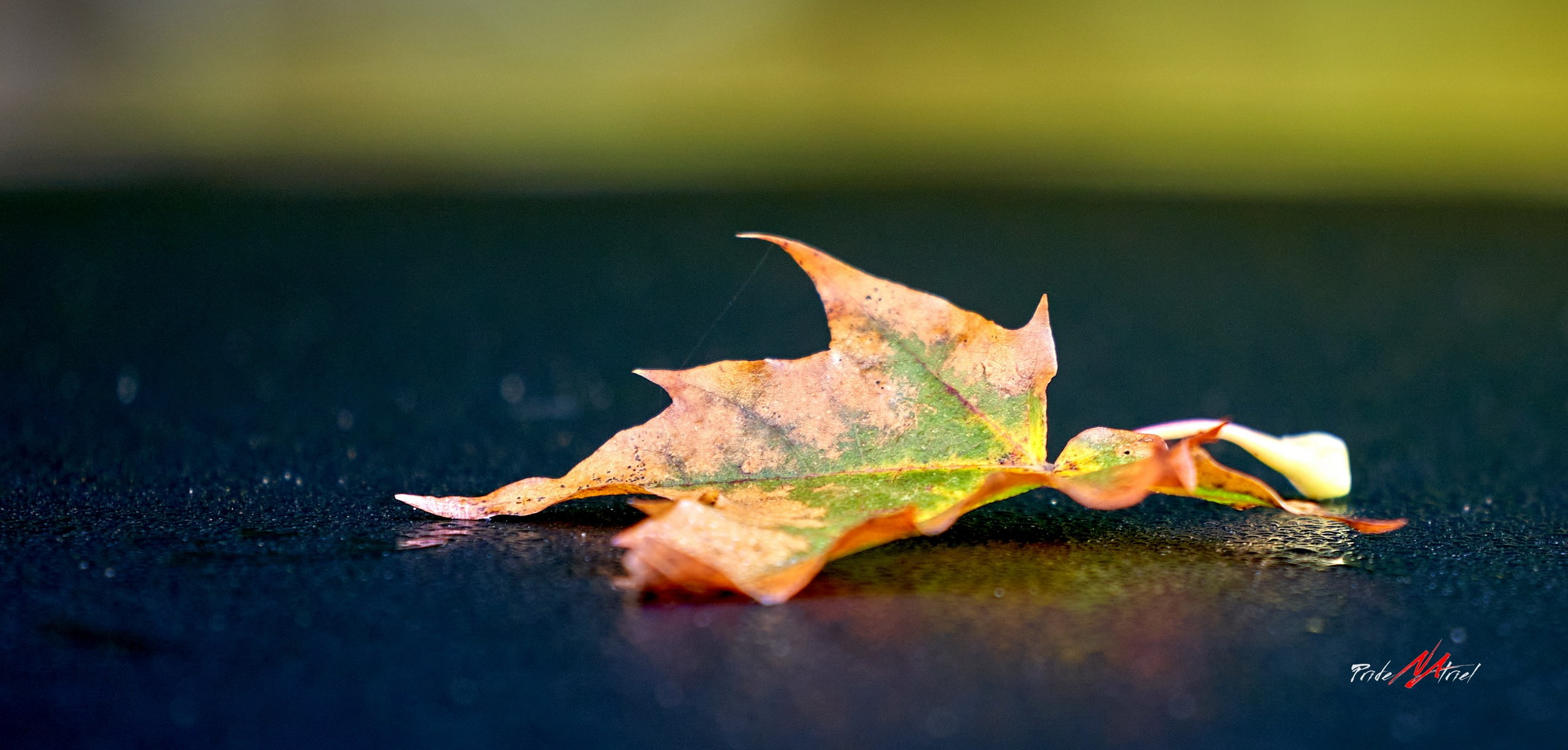 Лютики-цветочки — галерея NATRIEL