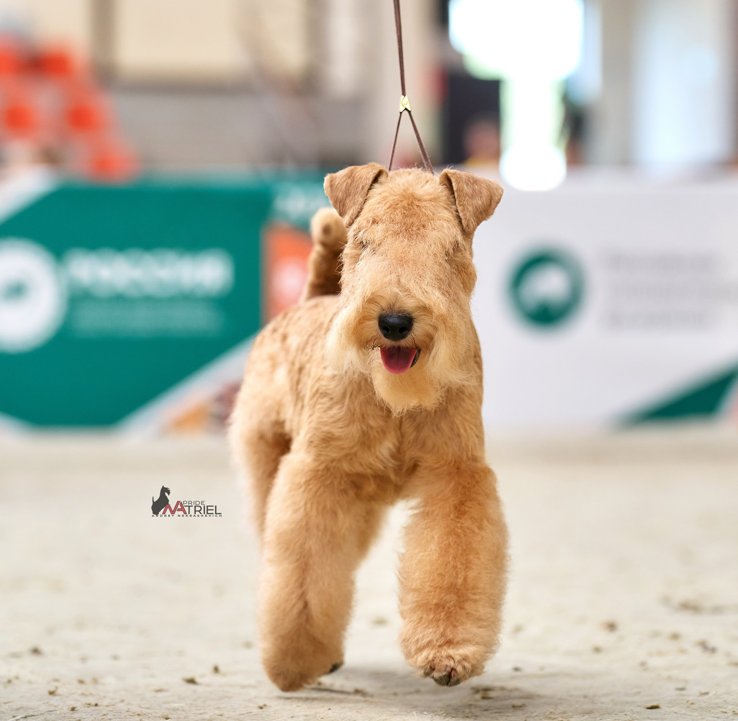 Работа в рингах — галерея NATRIEL