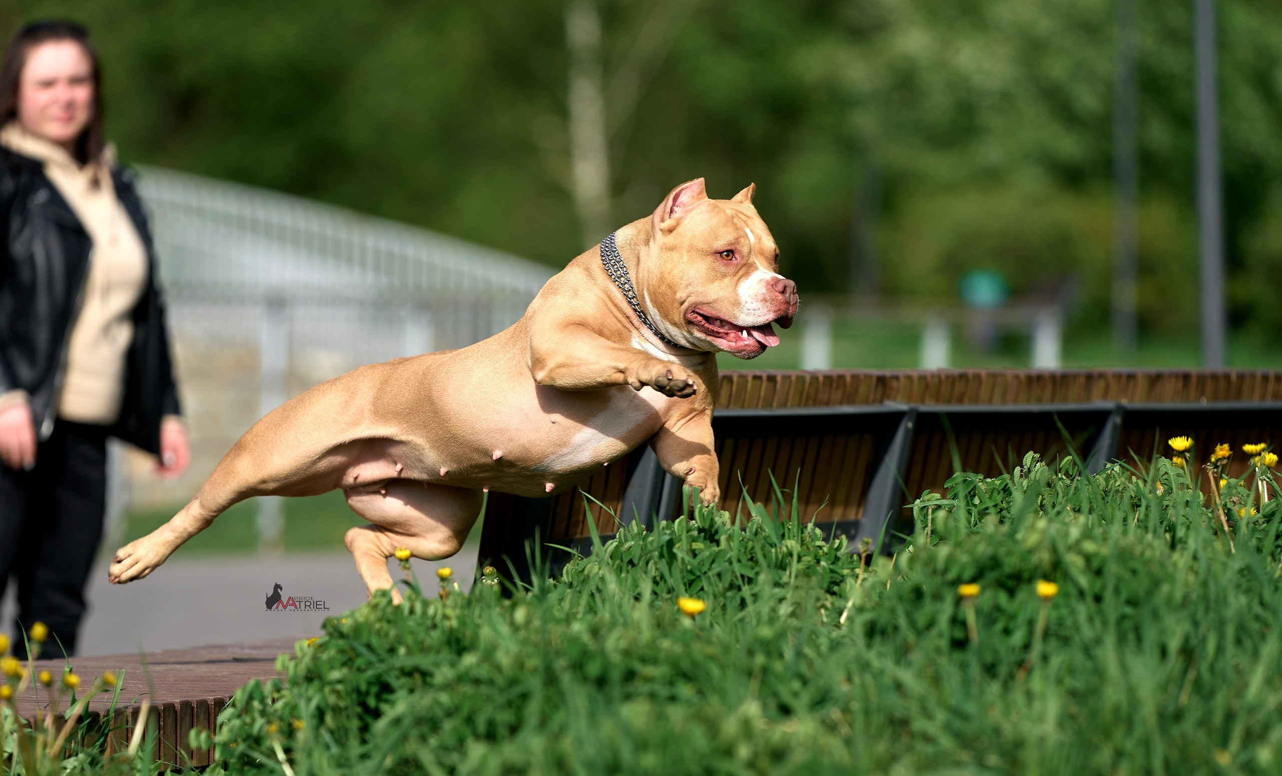 Прогулка в движении — галерея NATRIEL