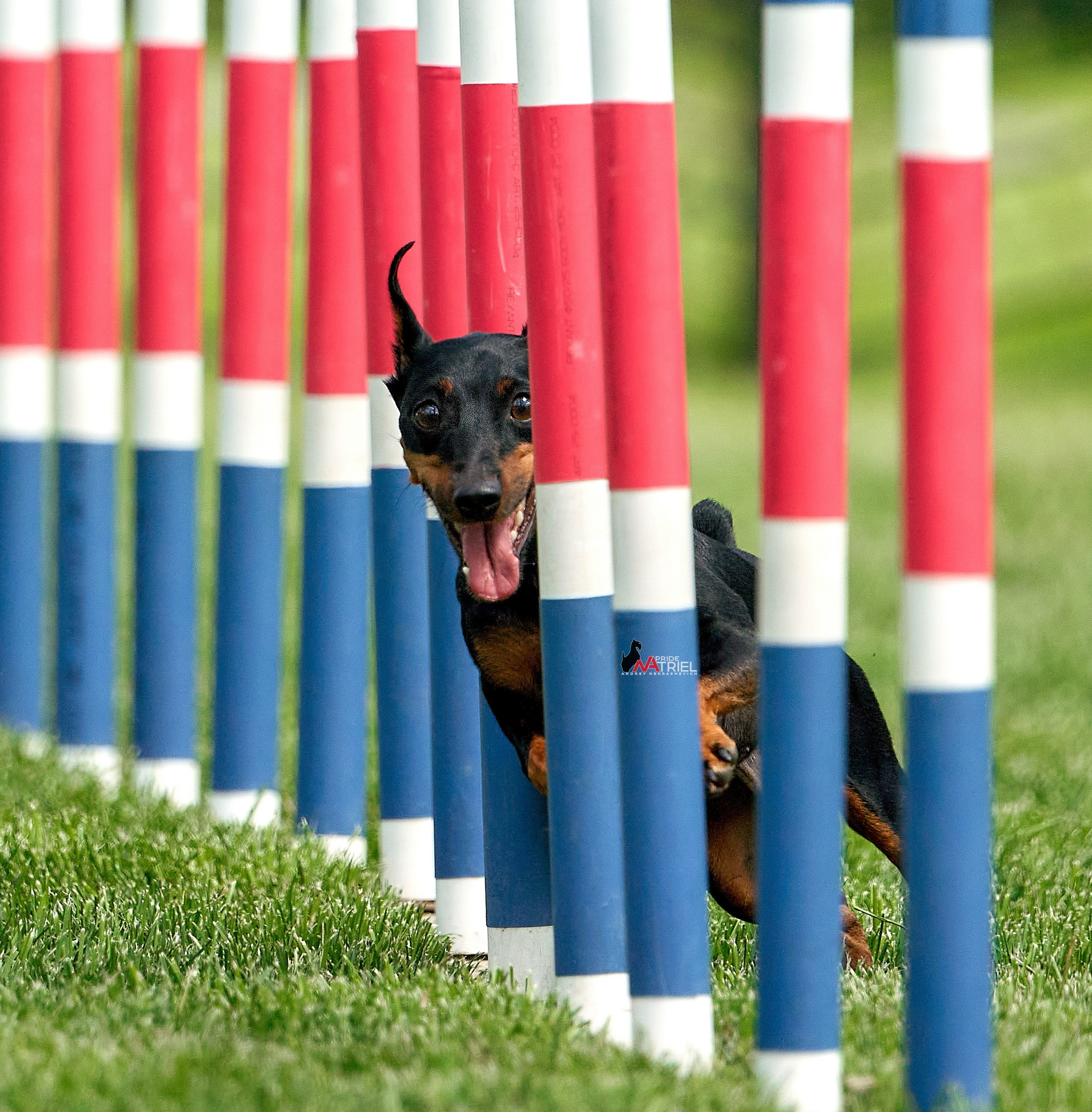 Аджилити — галерея NATRIEL